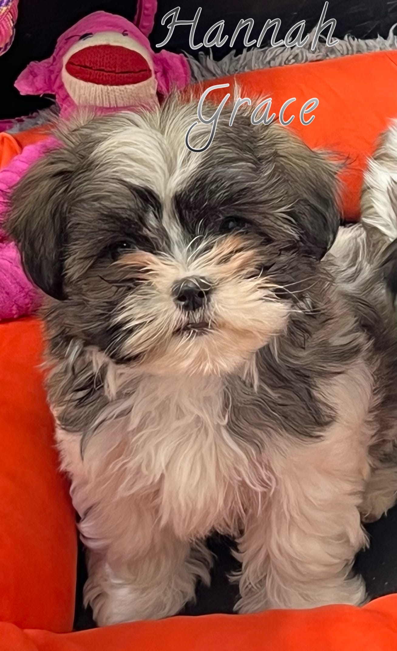 Hannah Grace – Mal Shi puppy for sale in Lena, WI