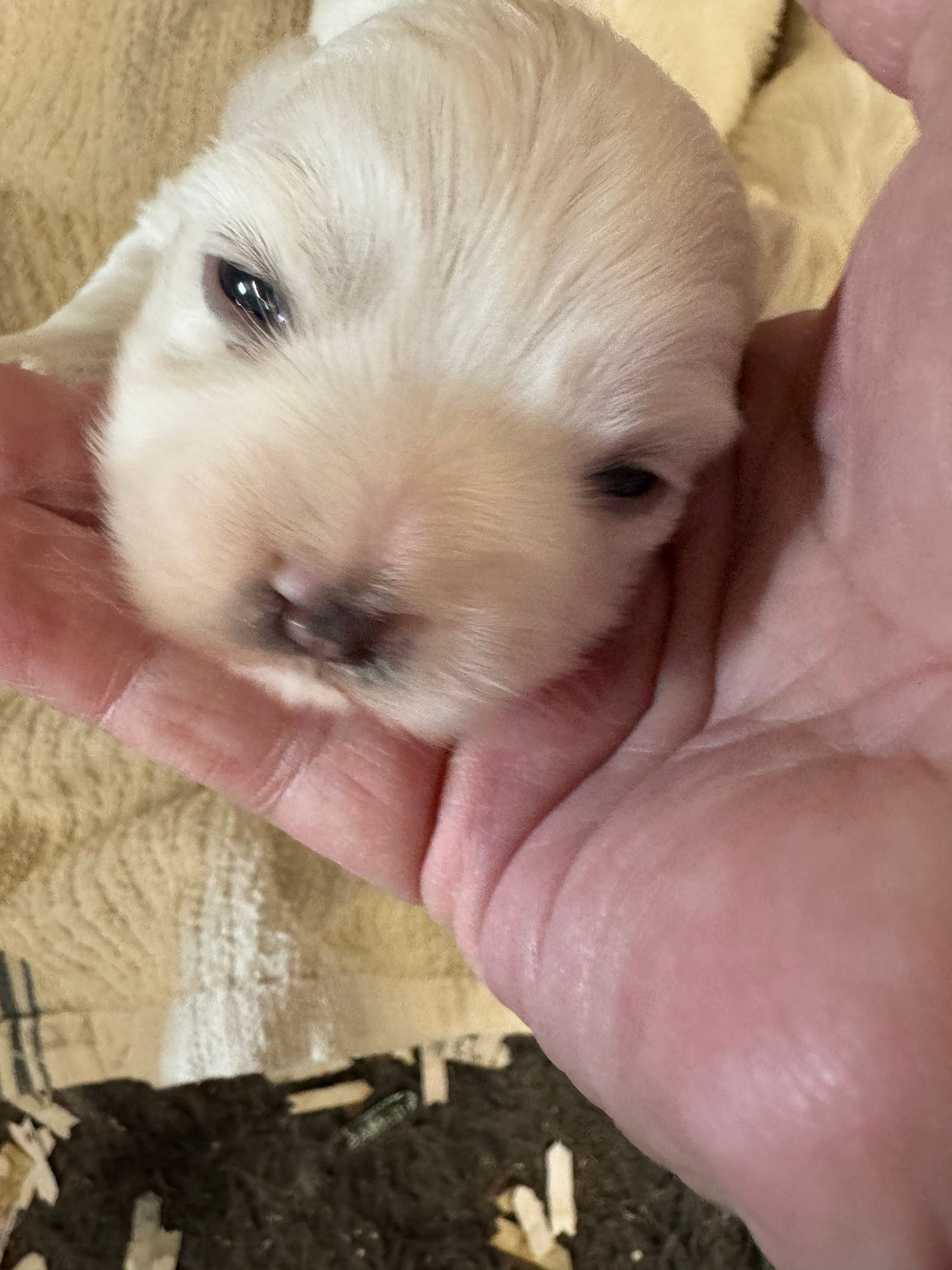 Ice bear – Maltese puppy for sale in Maynardville, TN