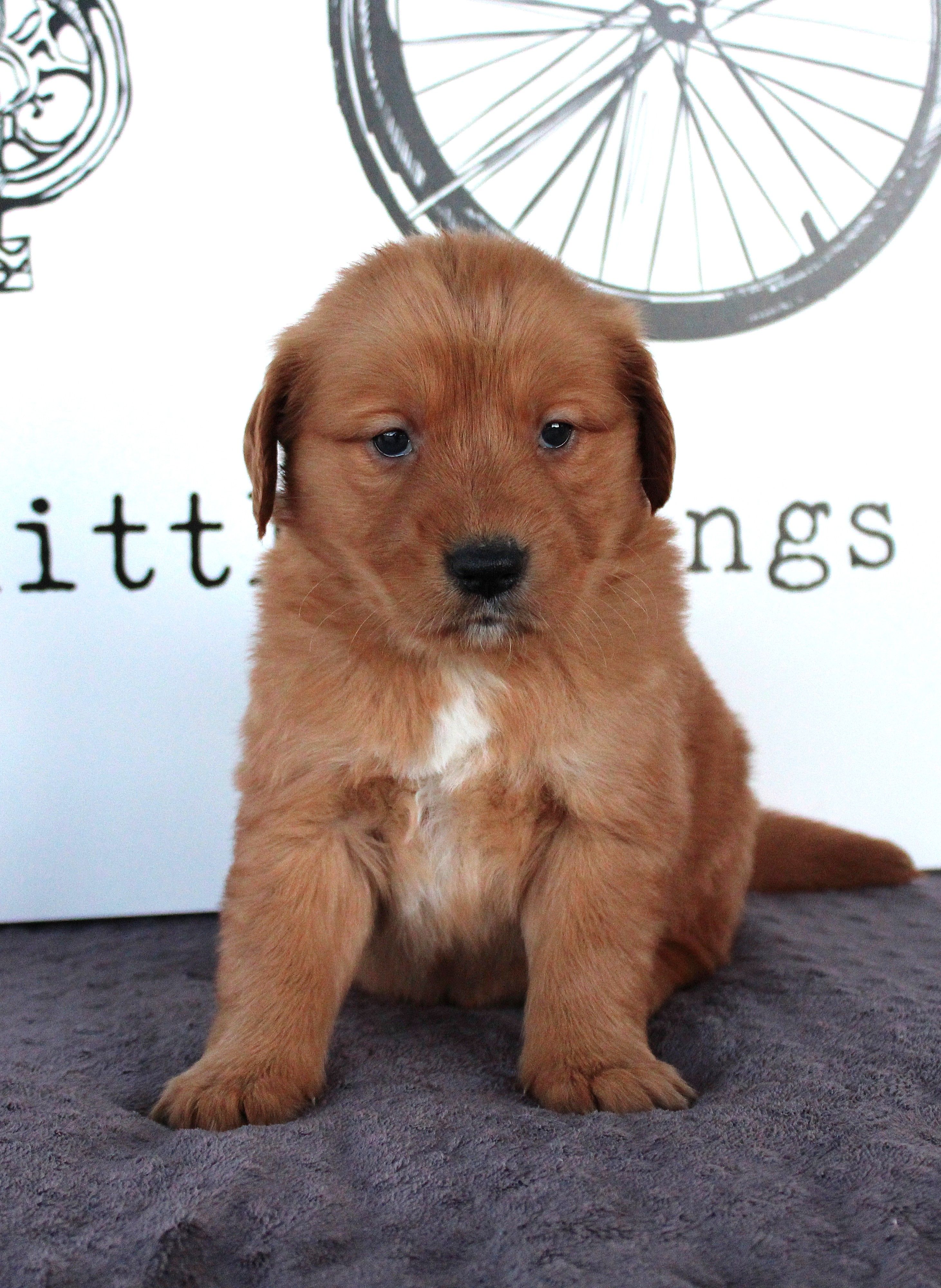 April – Golden Retriever puppy for sale in Millersburg, OH