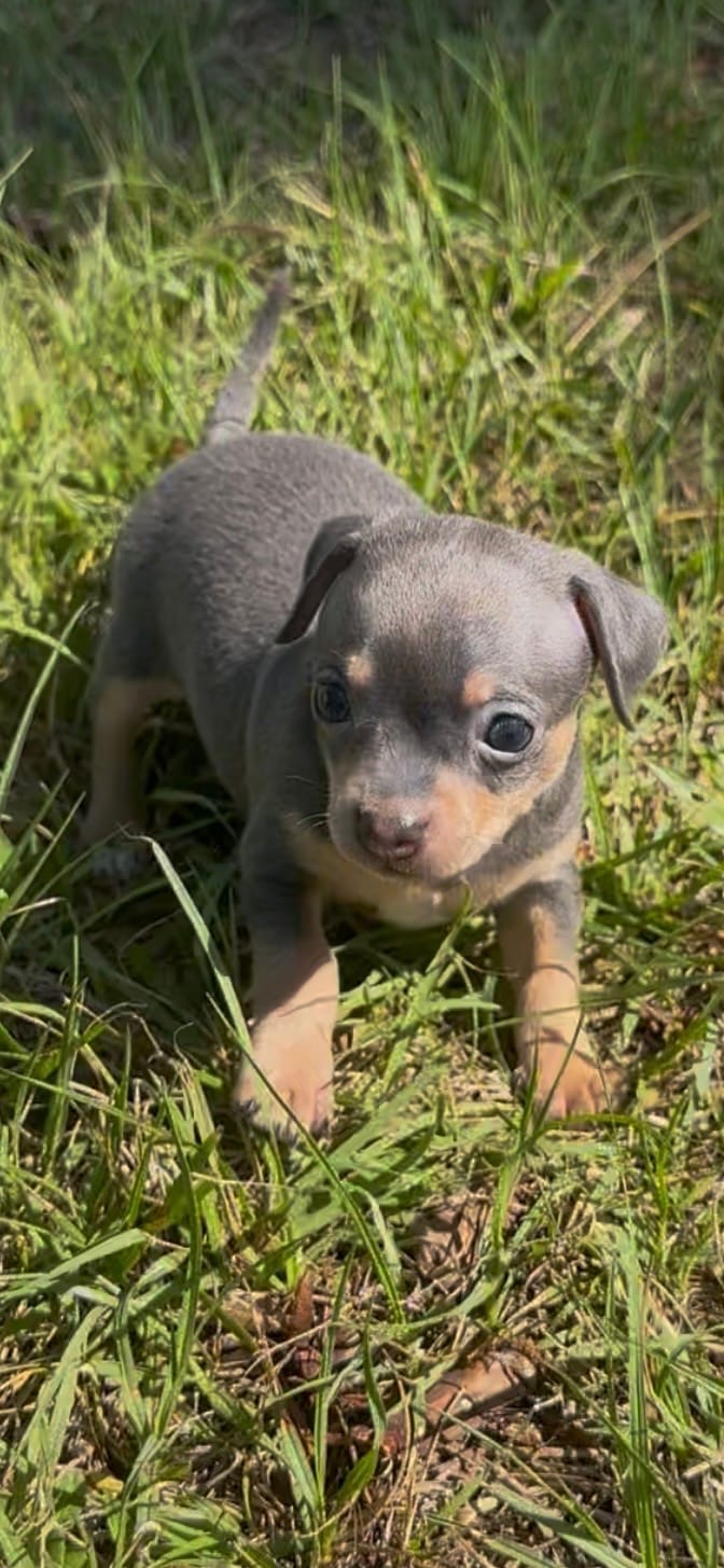 Rocky – Chihuahua puppy for sale in Deltona, FL