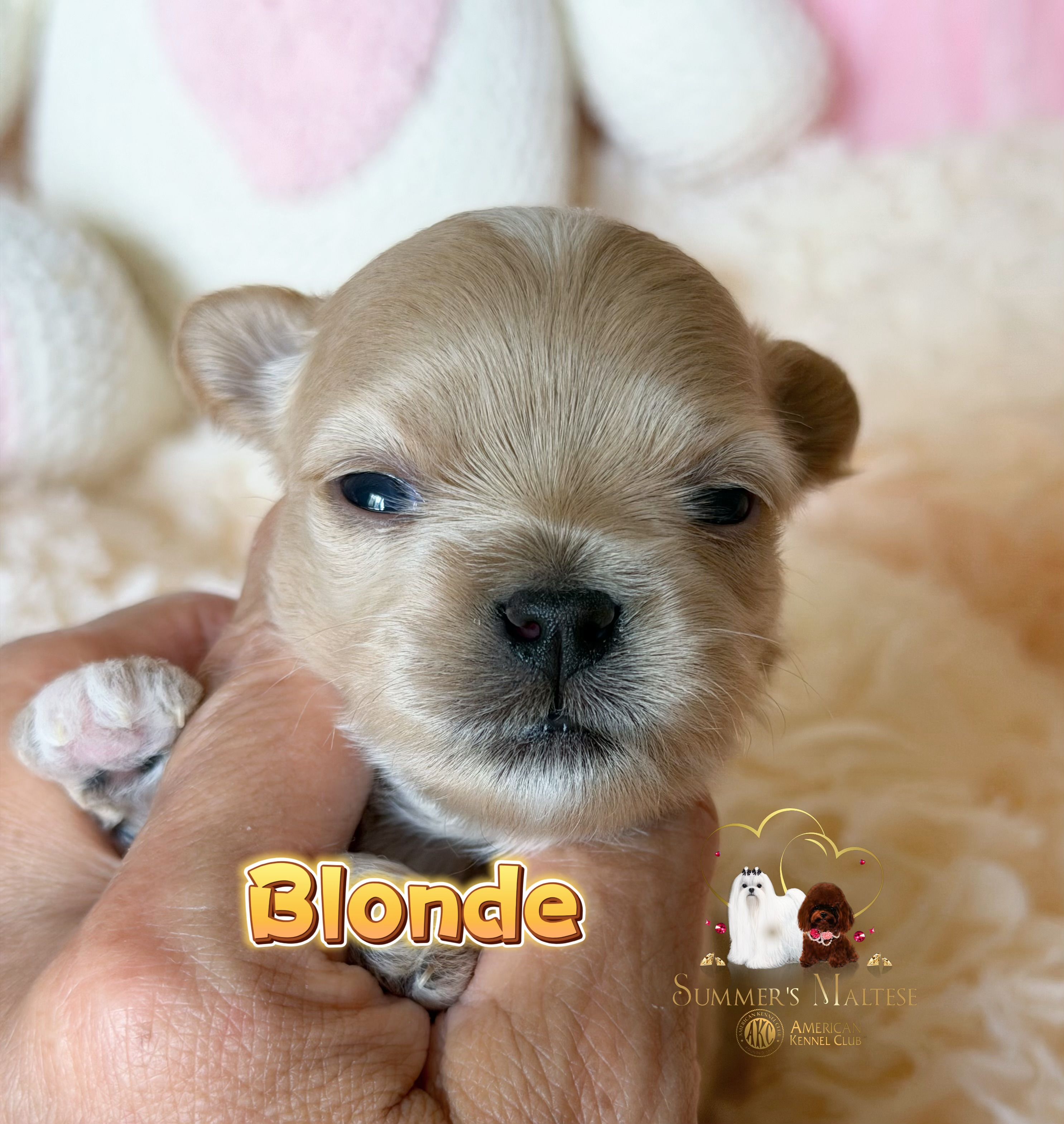 Maltipoo Boy-Blonde – Maltipoo puppy for sale in Birmingham, AL