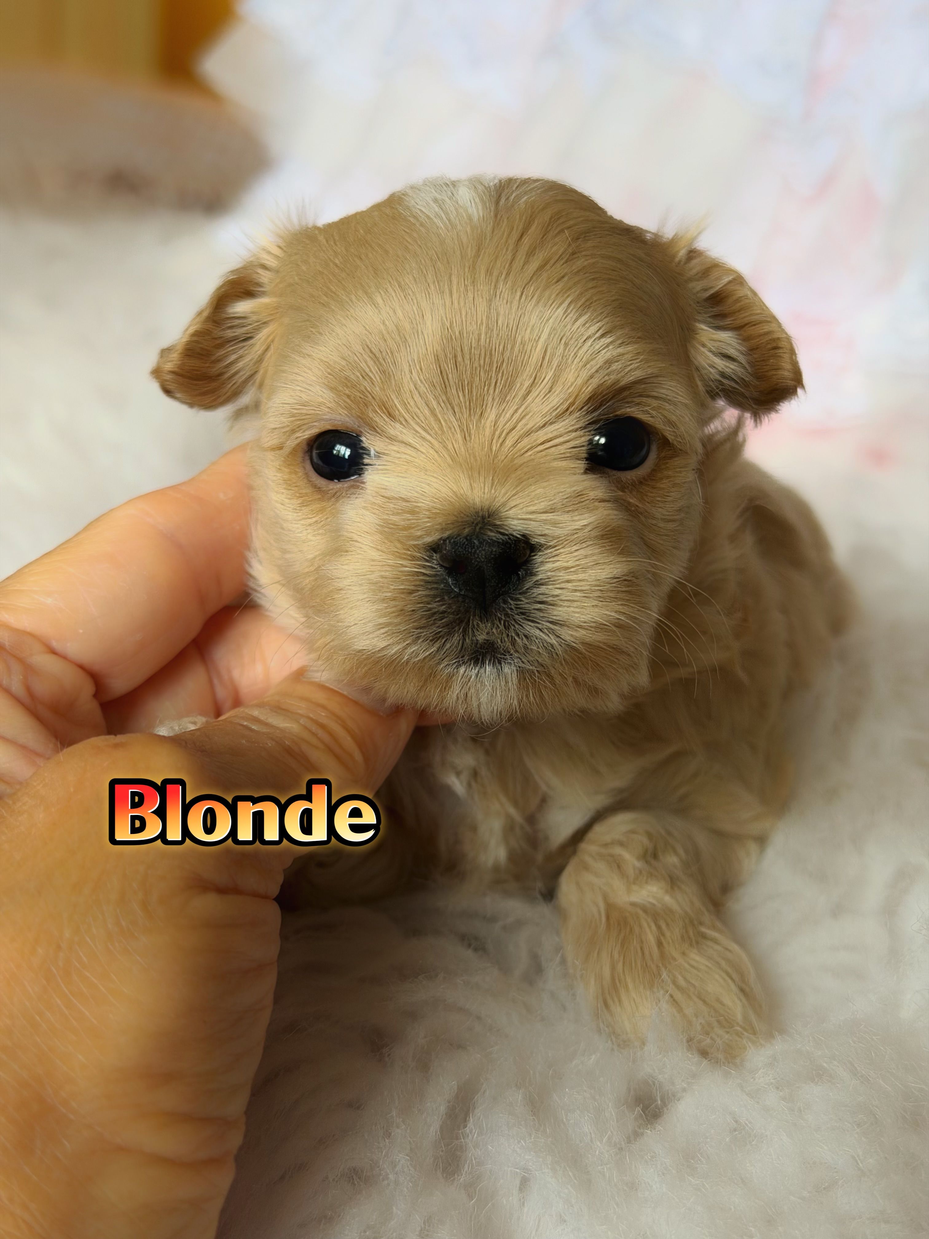 KoreanMaltese/ChineseTeddy, Maltipoo, Blondie – Poodle - Toy  puppy for sale in Birmingham, AL