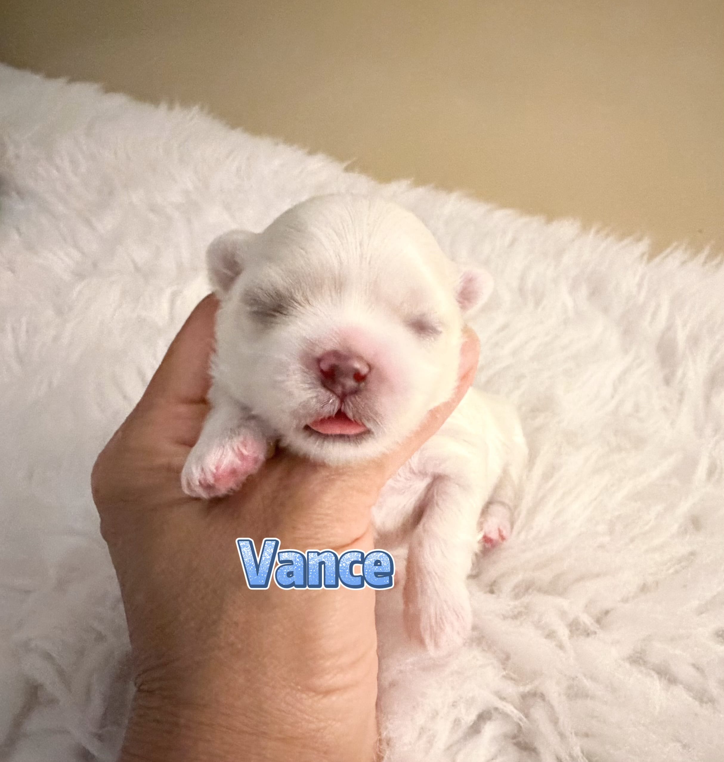 AKC Champion line KoreanMaltese Boy, Vance – Maltese puppy for sale in Birmingham, AL
