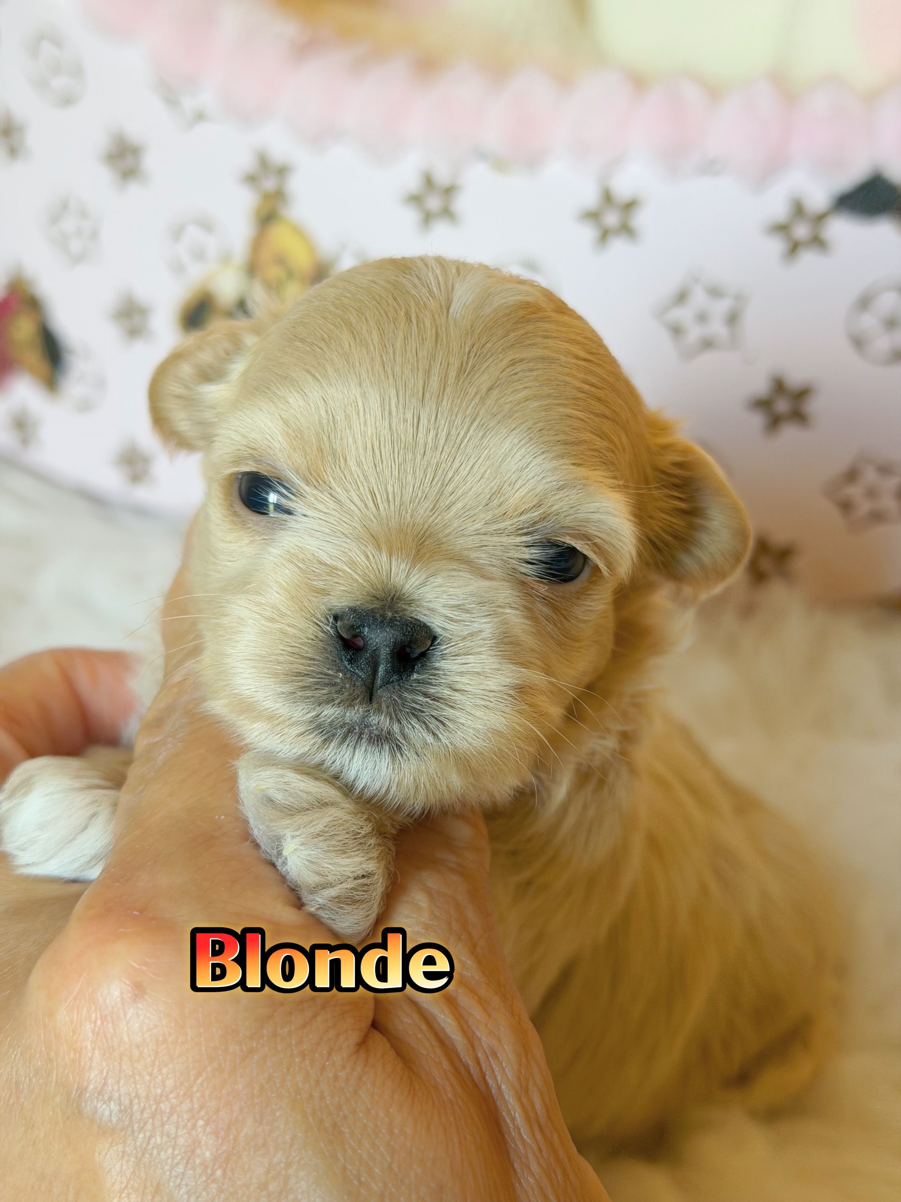 KoreanMaltese/ChineseTeddy, Maltipoo, Blondie – Poodle - Toy  puppy for sale in Birmingham, AL