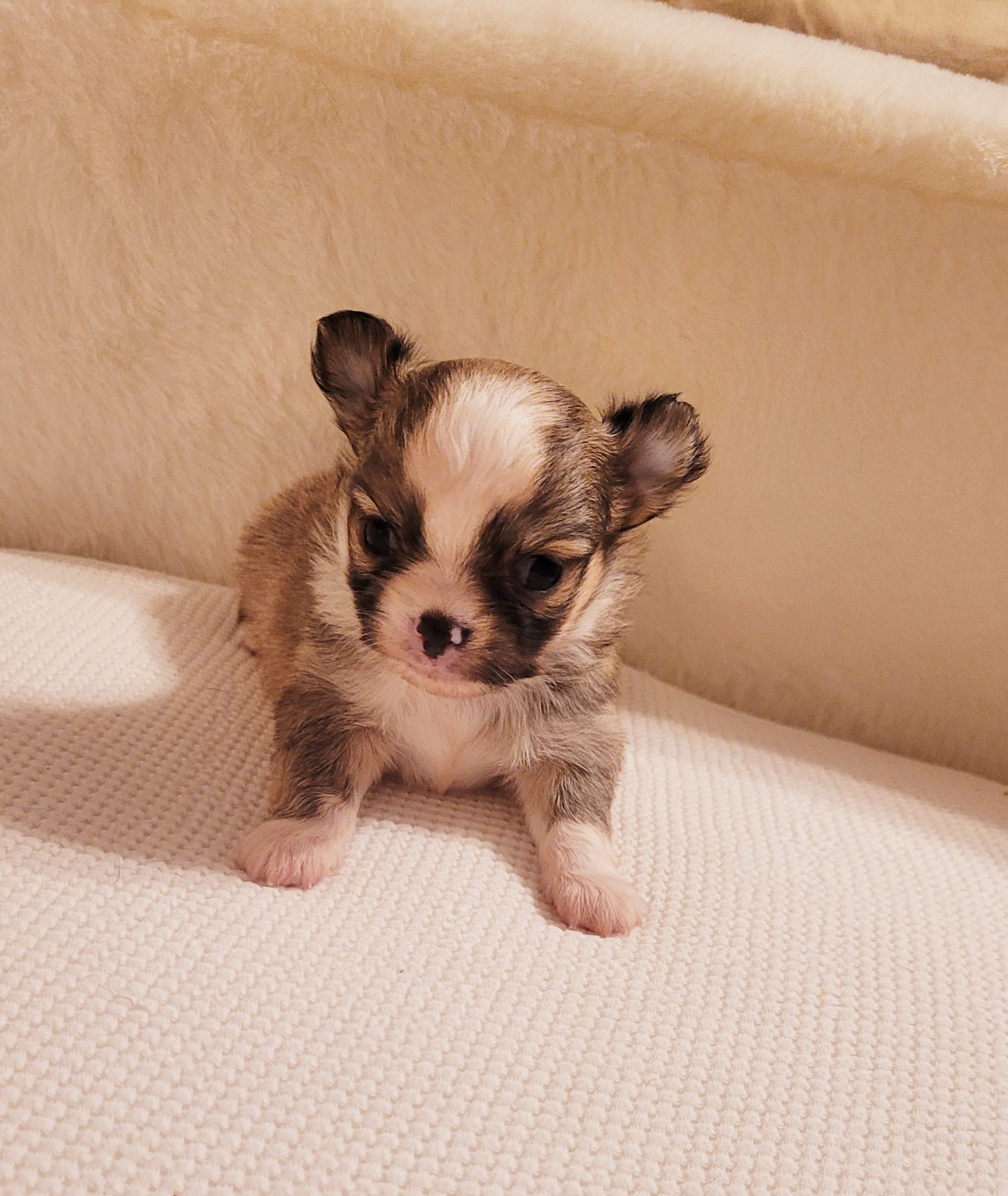 Rudy – Chihuahua puppy for sale in Fort Oglethorpe, GA