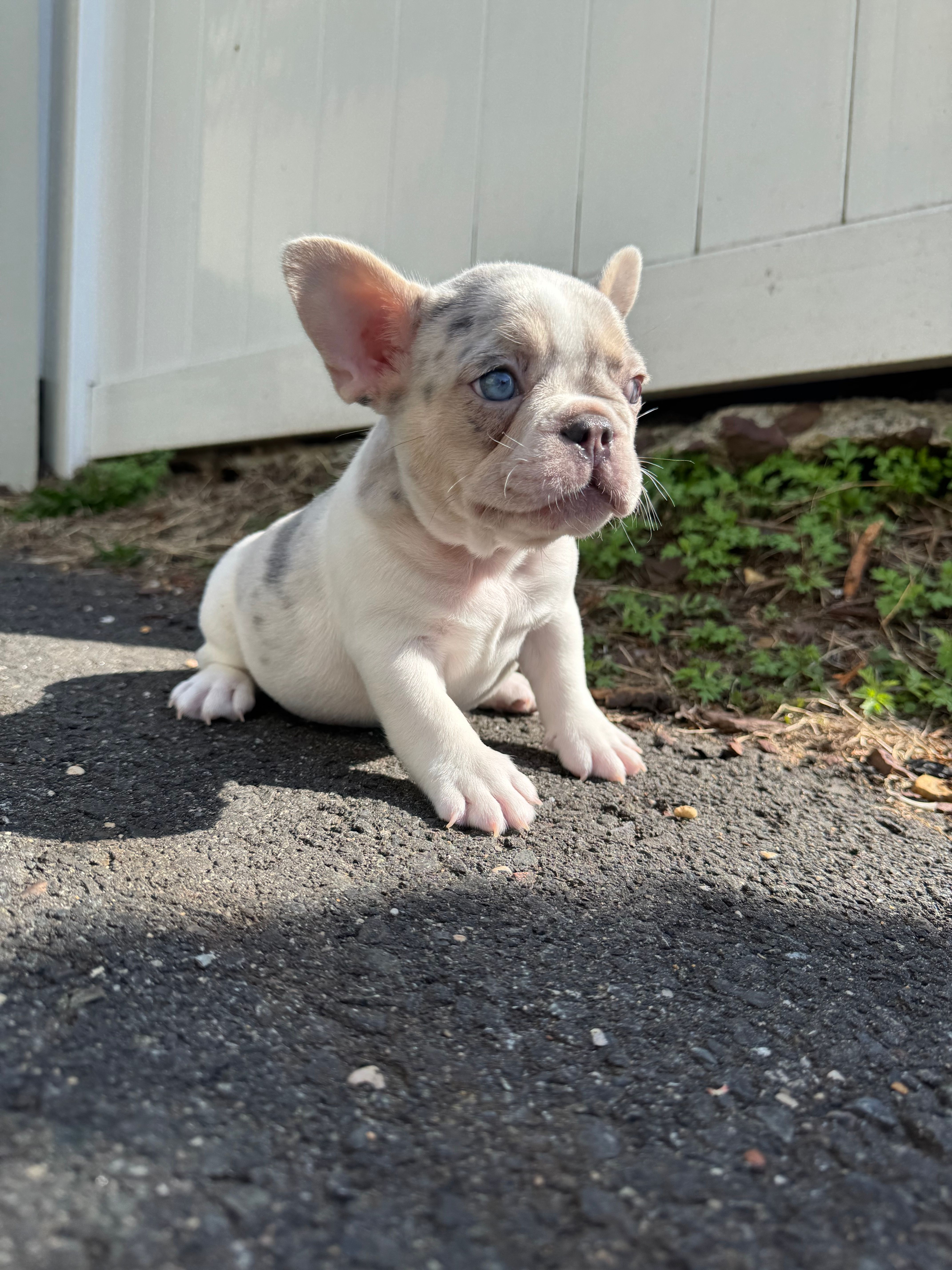 Angel – French Bulldog puppy for sale in Sayreville, NJ