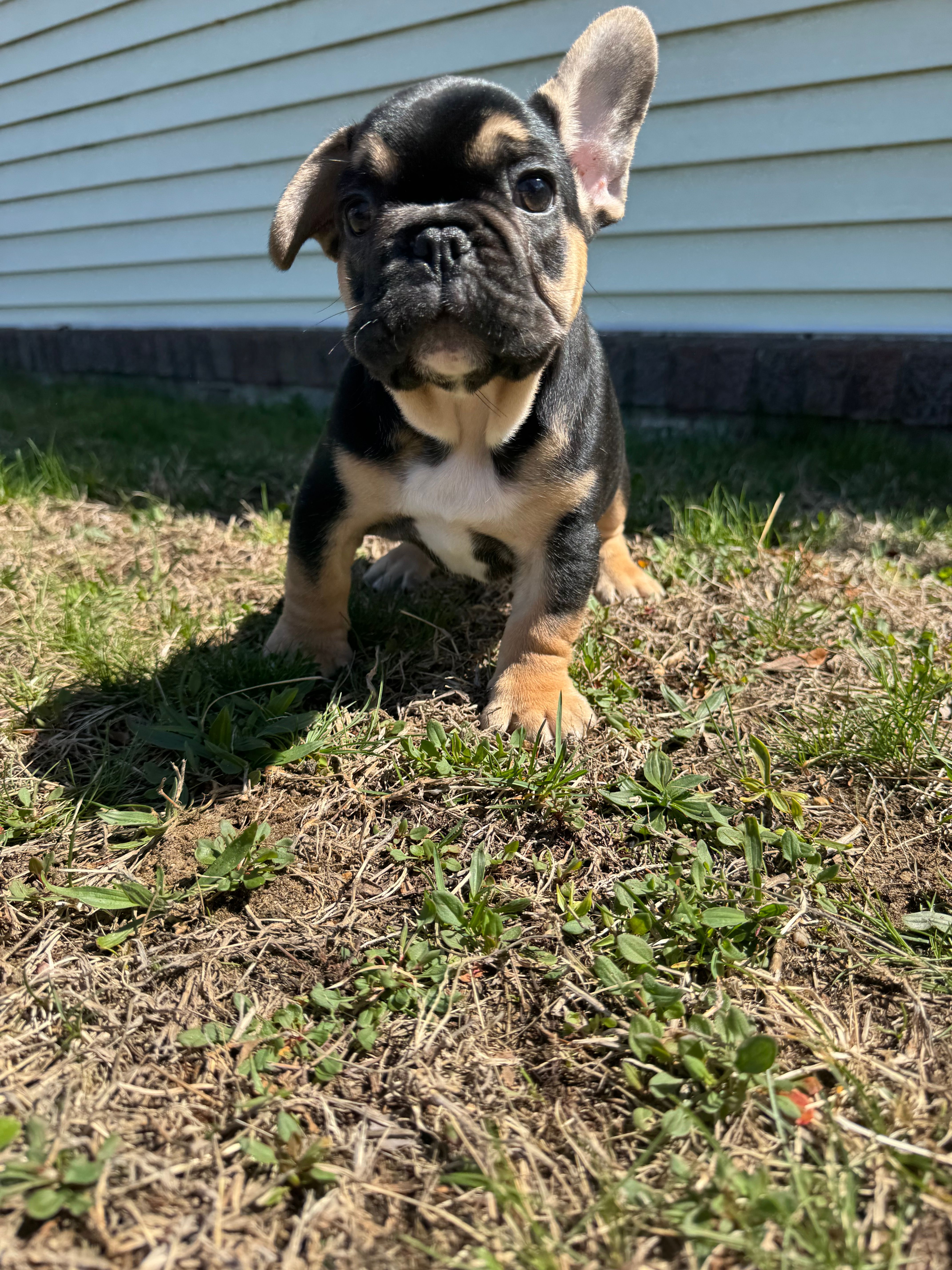 Carl – French Bulldog puppy for sale in Sayreville, NJ