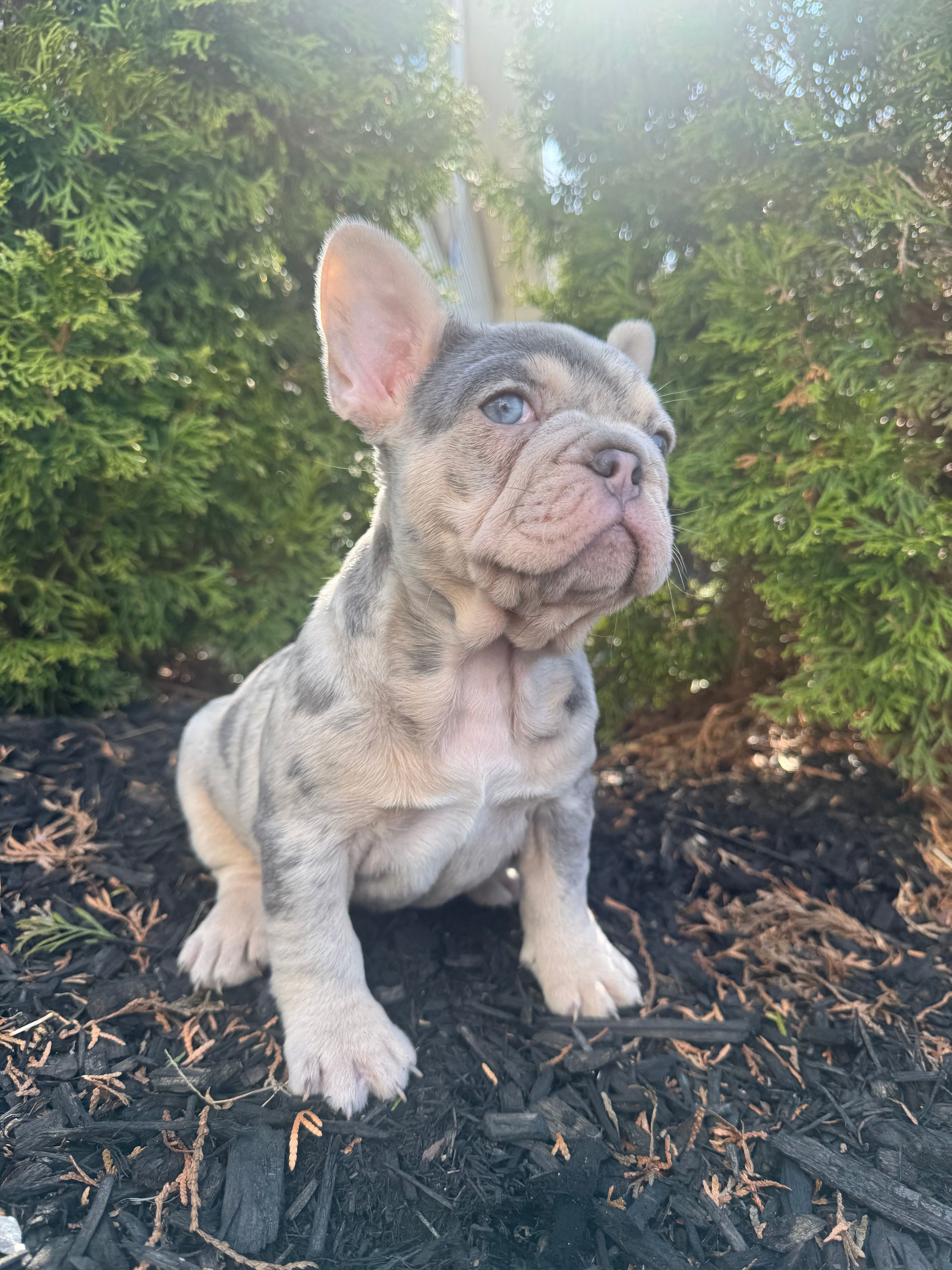 Prada – French Bulldog puppy for sale in Sayreville, NJ