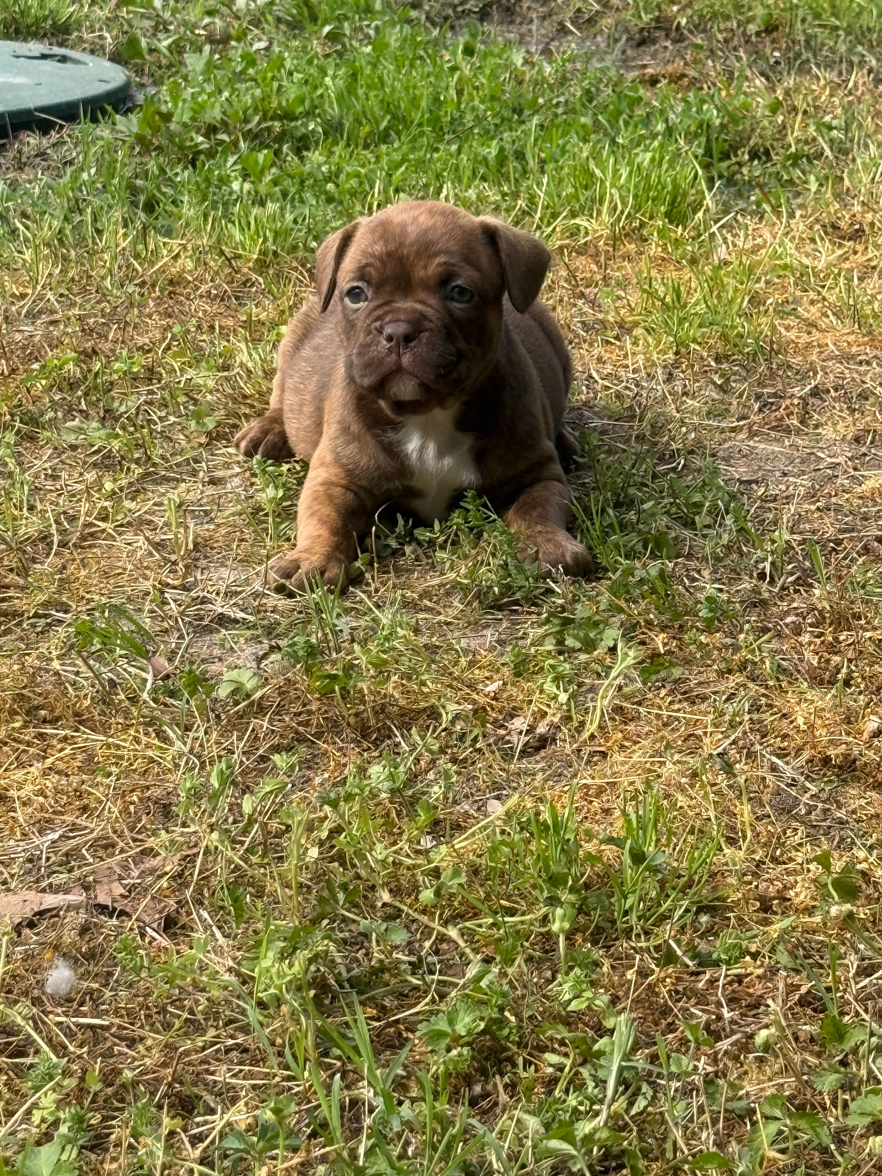 Nala  – French Bulldog, American Bully puppy for sale in Delmar, MD