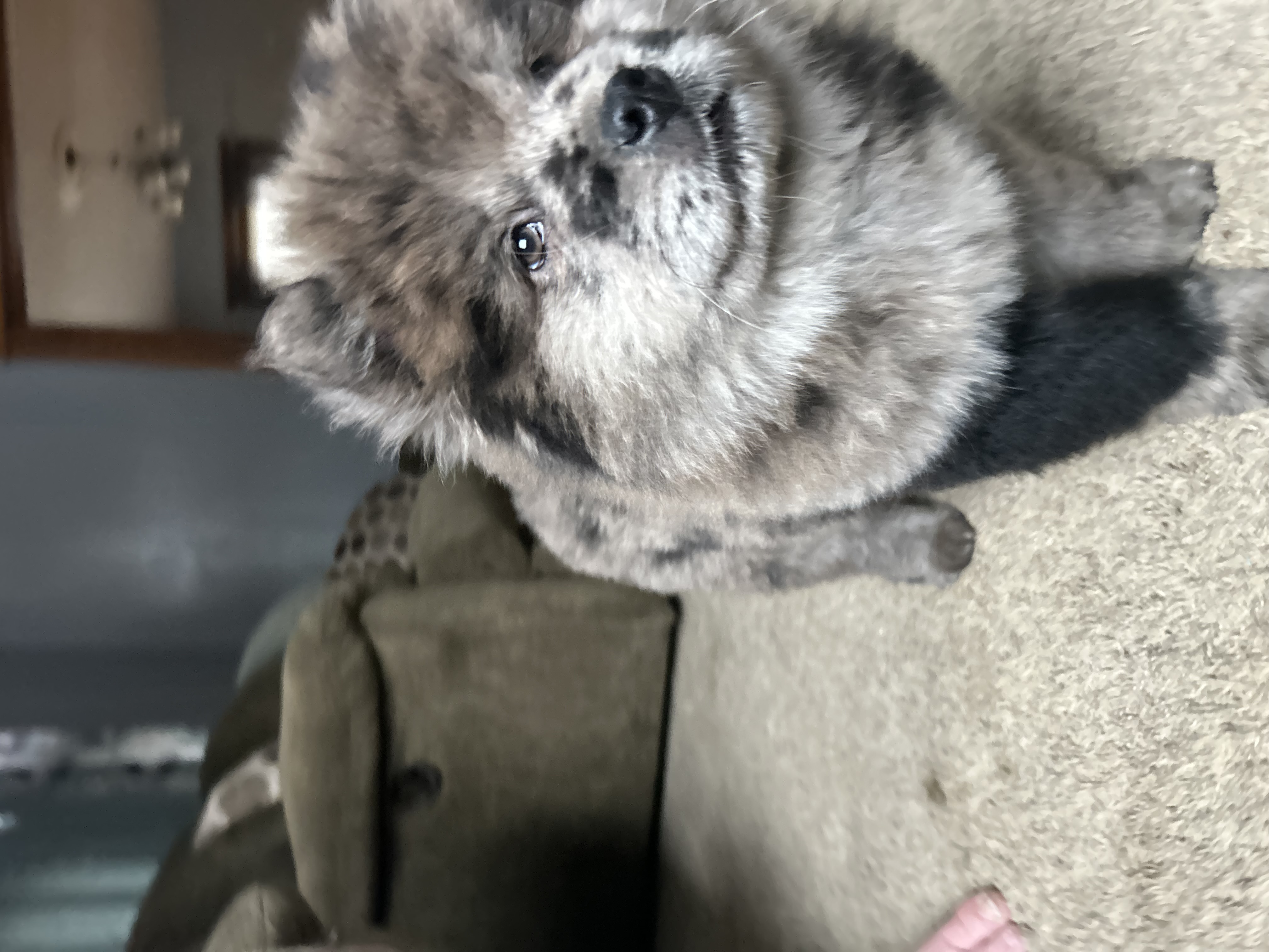 Drako – Chow Chow puppy for sale in New York City, NY