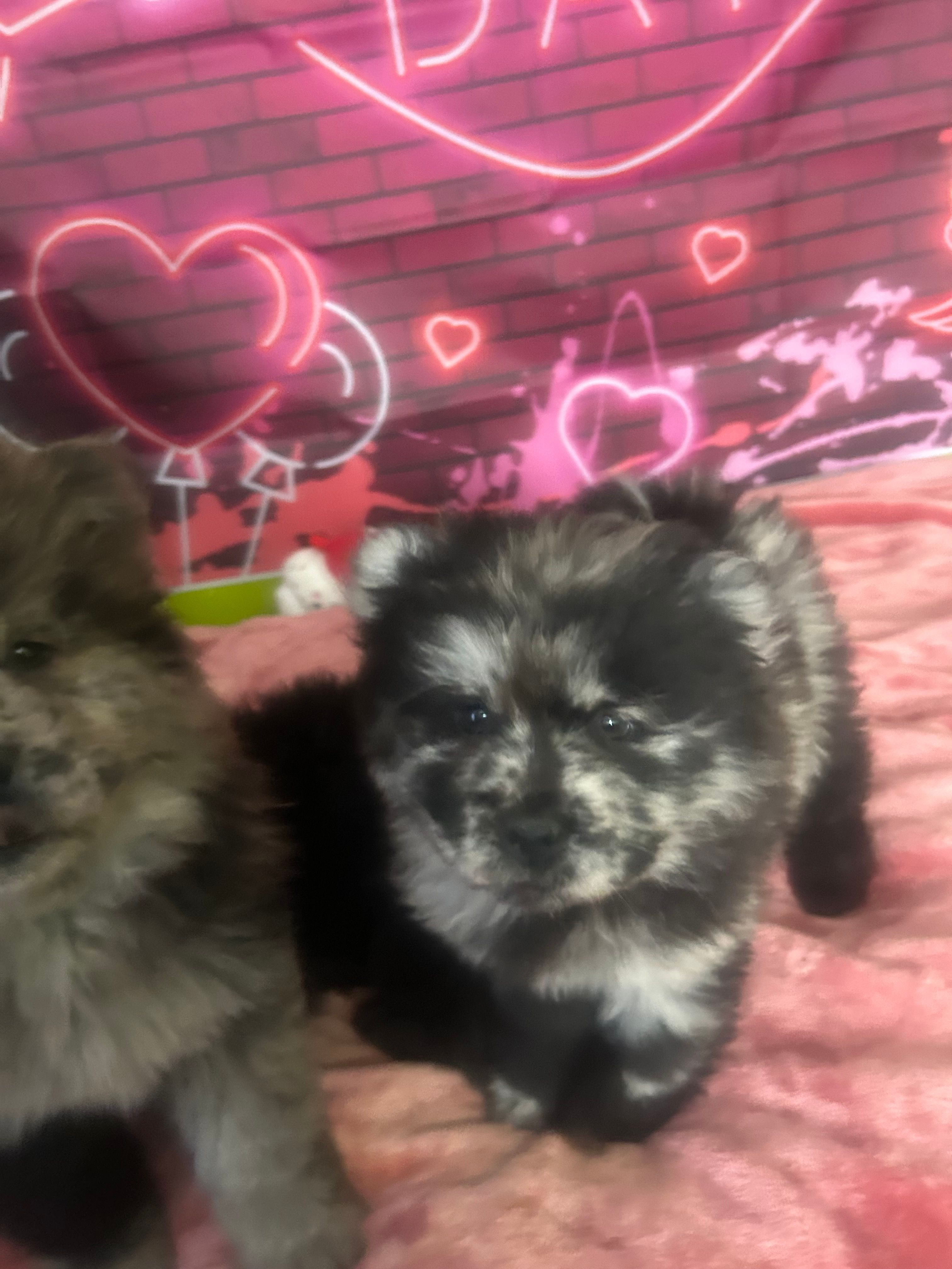 Panda  – Chow Chow puppy for sale in New York City, NY