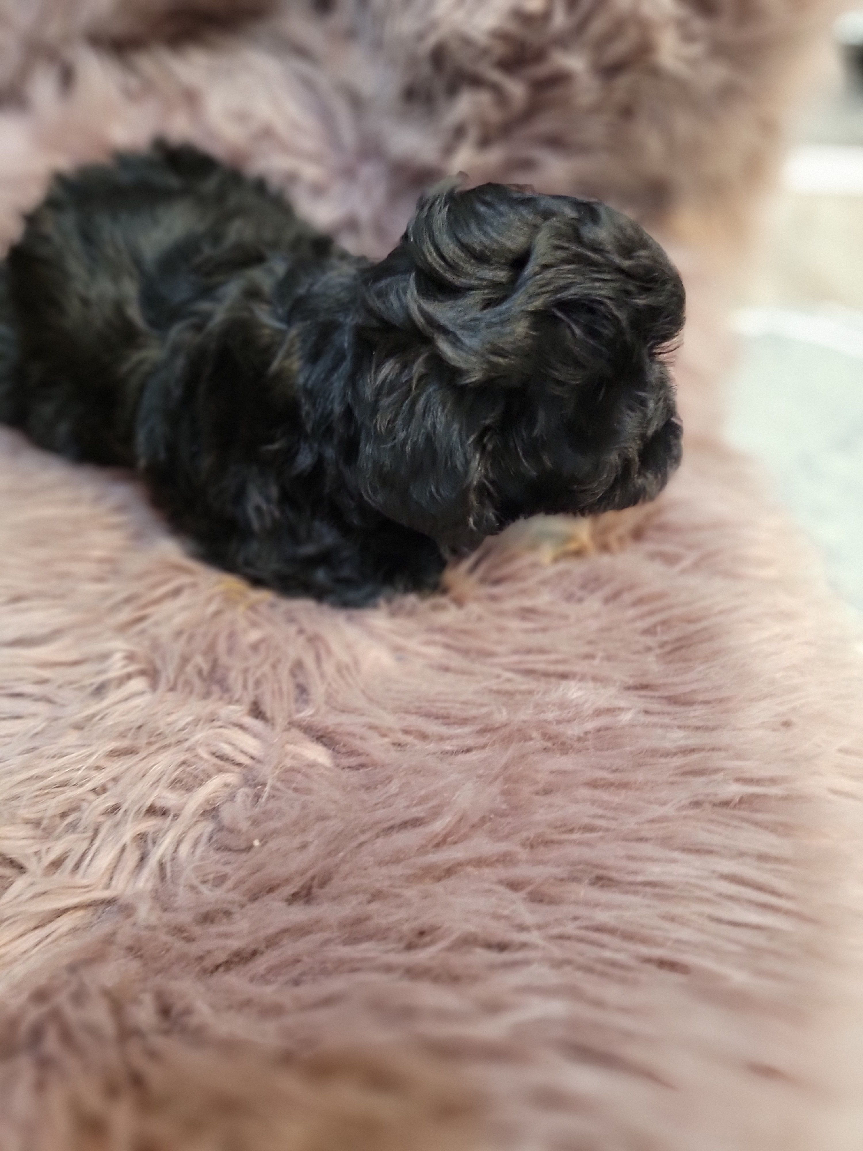 Lexi – Shihpoo, Poodle - Miniature  puppy for sale in Covington, GA