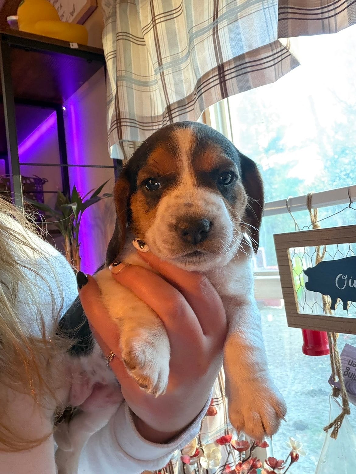 Dolly – Beagle puppy for sale in Nekoosa, WI