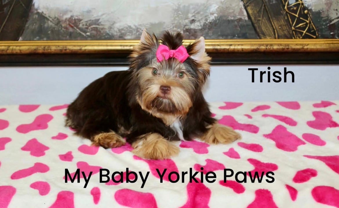 Trish – Yorkshire Terrier puppy for sale in California, CA