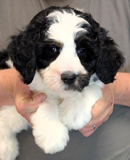 Petite mini Isaacc – Miniature Bernedoodle puppy for sale in Menomonee Falls, WI