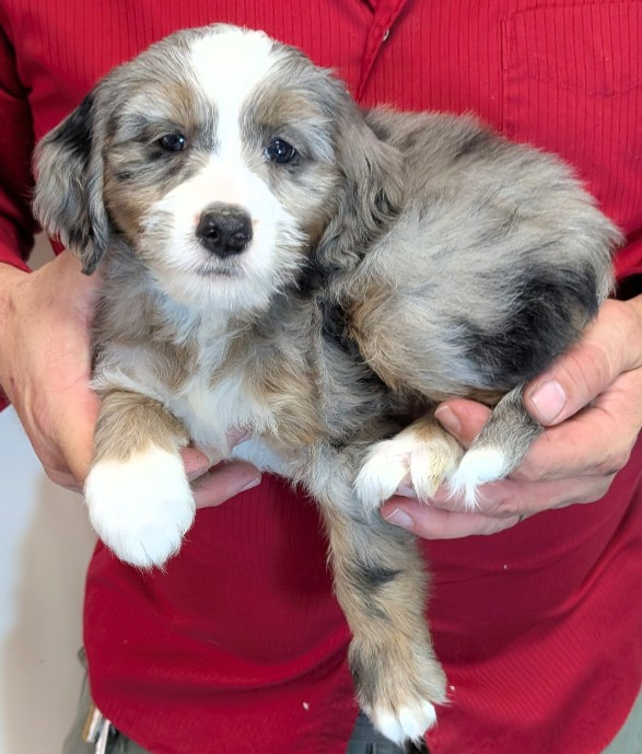 Petite mini Ingah – Miniature Bernedoodle puppy for sale in Menomonee Falls, WI