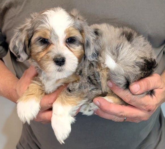 Petite mini Ice – Miniature Bernedoodle puppy for sale in Menomonee Falls, WI