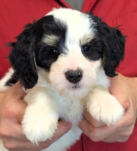 Mini petite Islah – Miniature Bernedoodle puppy for sale in Menomonee Falls, WI