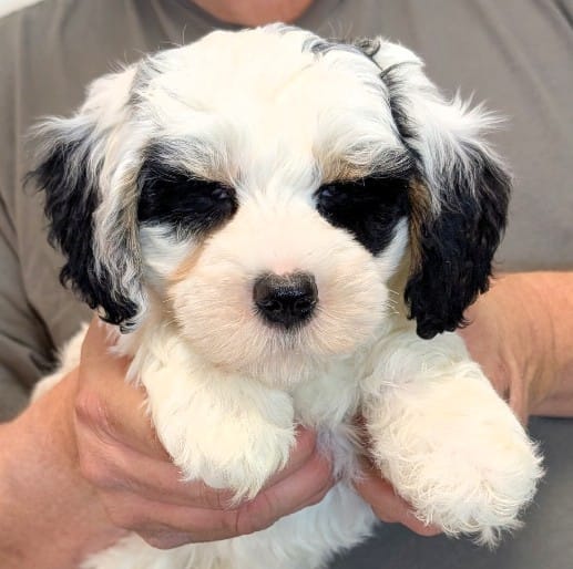 Petite mini Ivannn – Miniature Bernedoodle puppy for sale in Menomonee Falls, WI