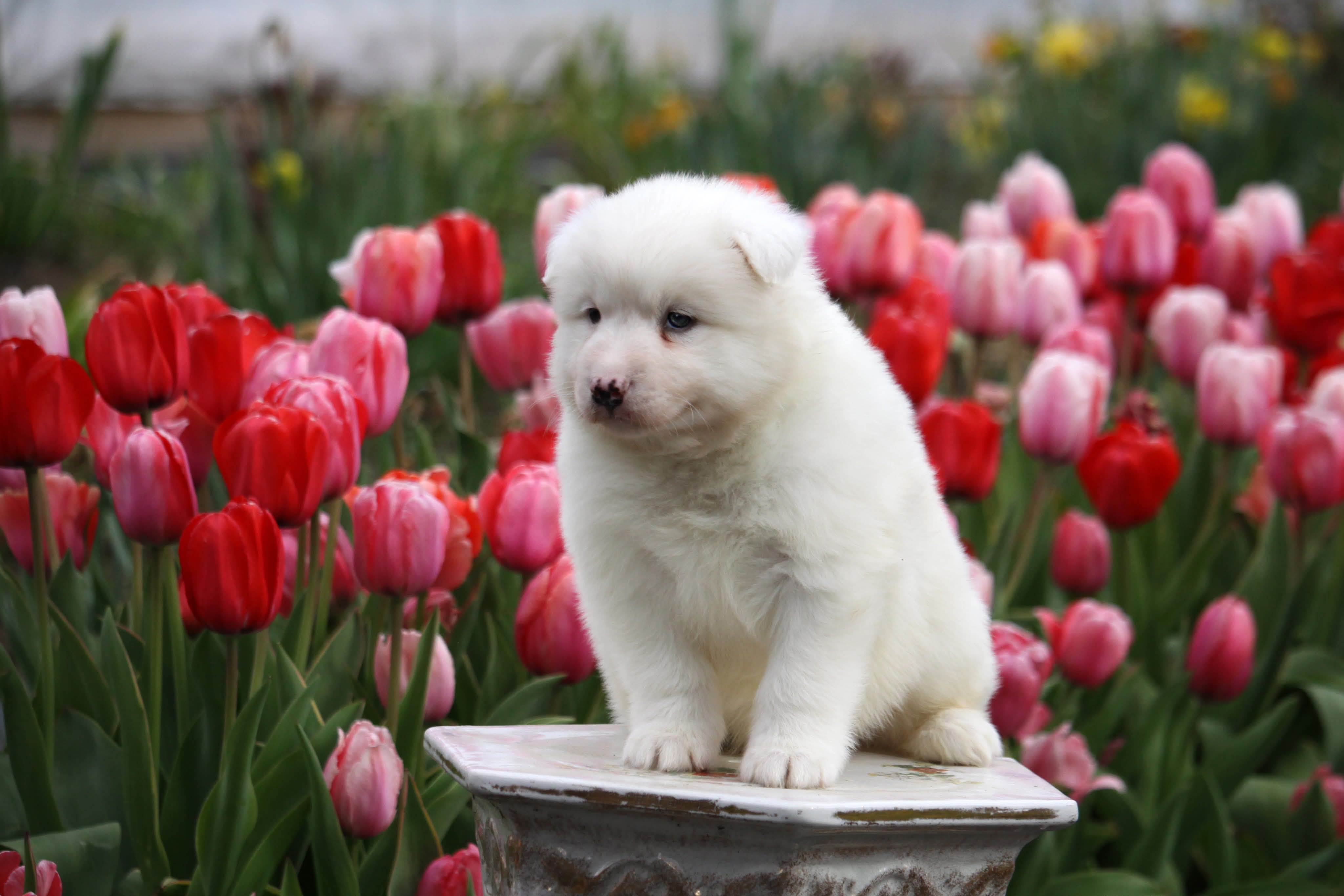 Whap – Yakutian Laika puppy for sale in Wells River, VT