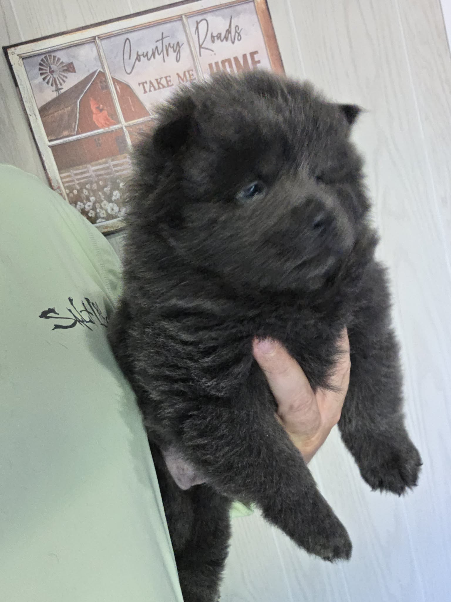 Blue girl chow chow  – Chow Chow puppy for sale in Hodgenville, KY