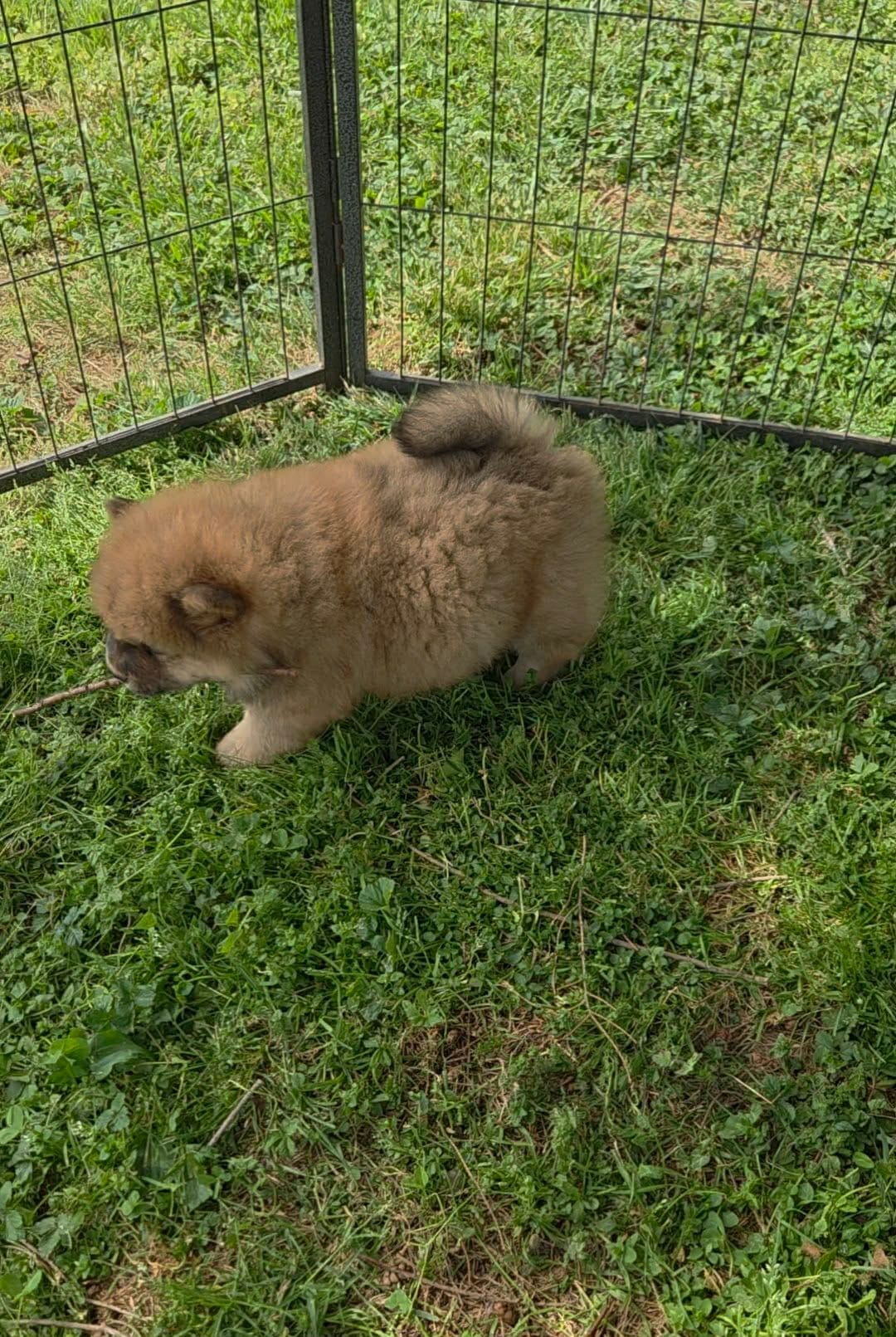Red chow boy – Chow Chow puppy for sale in Hodgenville, KY