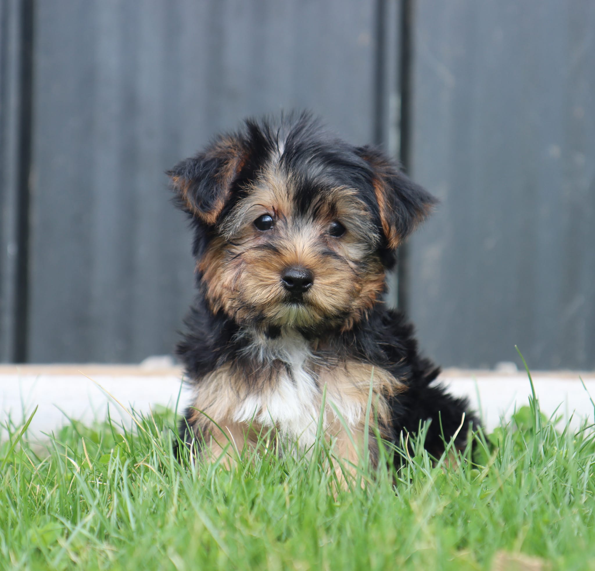 Beau – Yorkshire Terrier puppy for sale in Fresno, OH