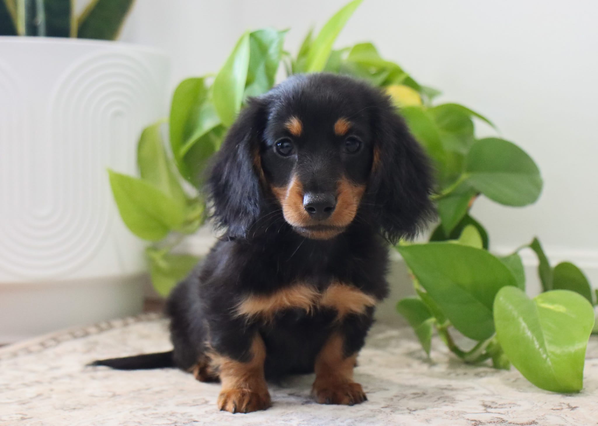 Freya – Miniature Dachshund puppy for sale in Fresno, OH