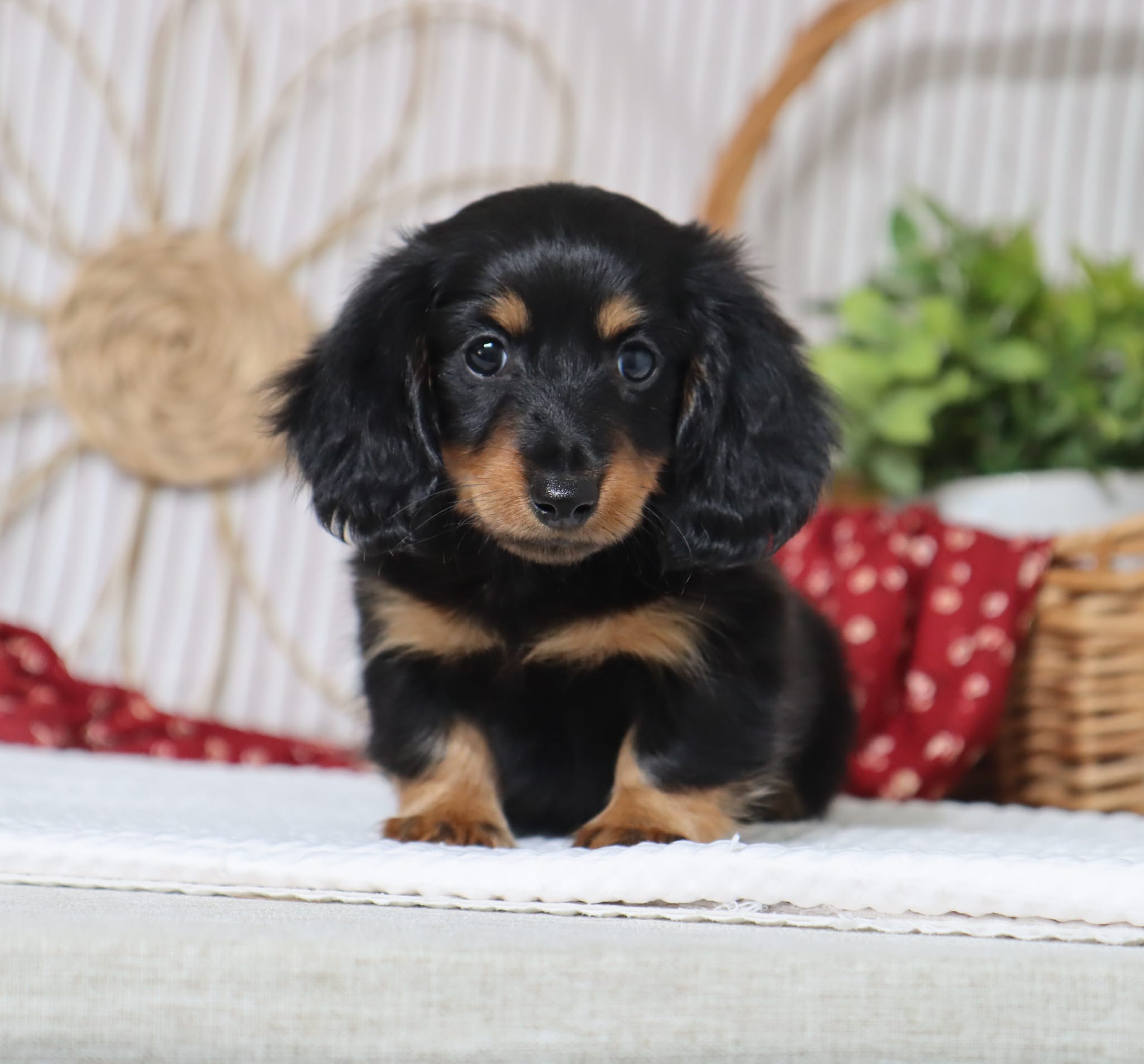 Felix – Miniature Dachshund puppy for sale in Fresno, OH