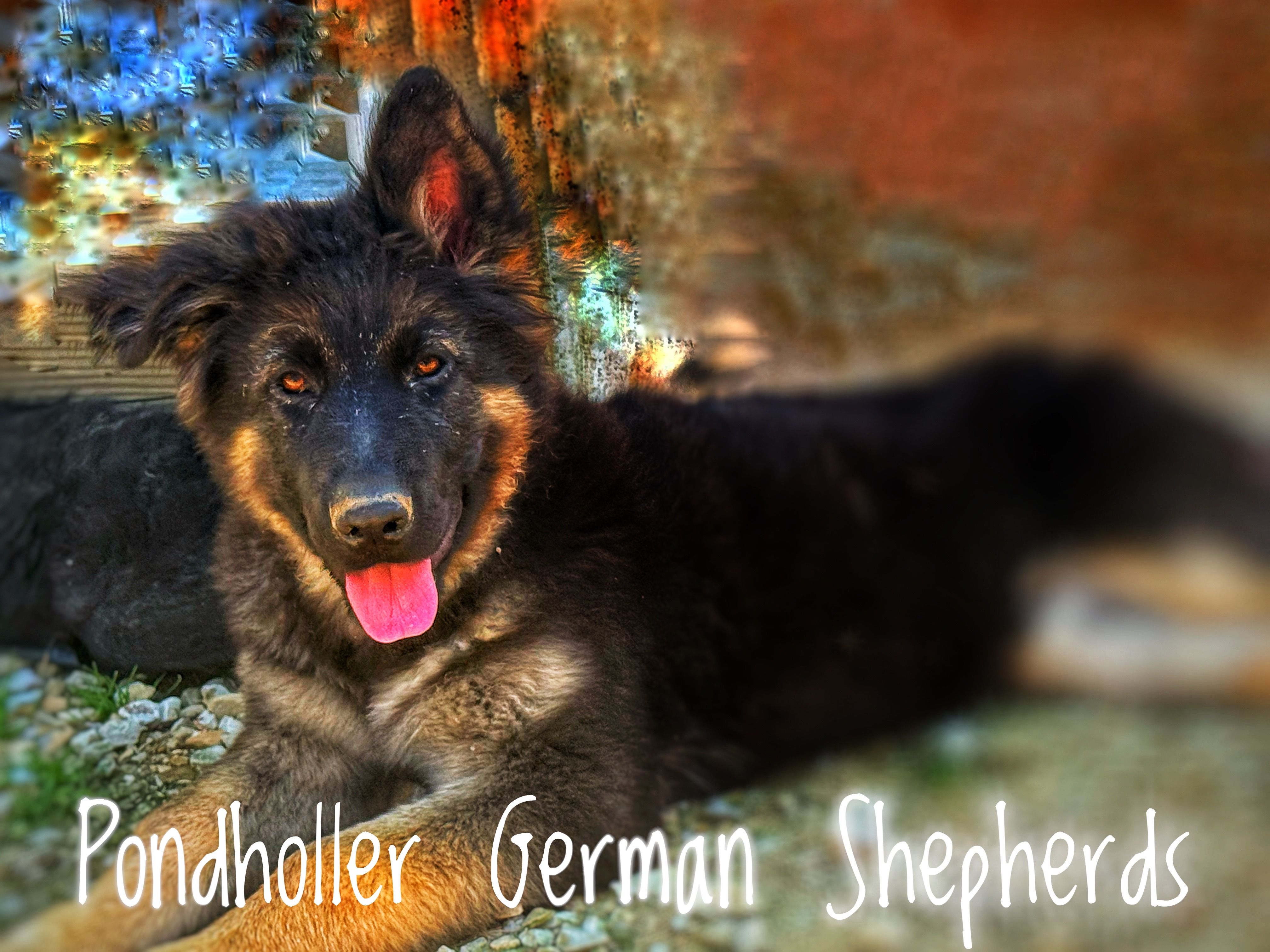 Long coat bicolor – German Shepherd Dog puppy for sale in Greenup, KY