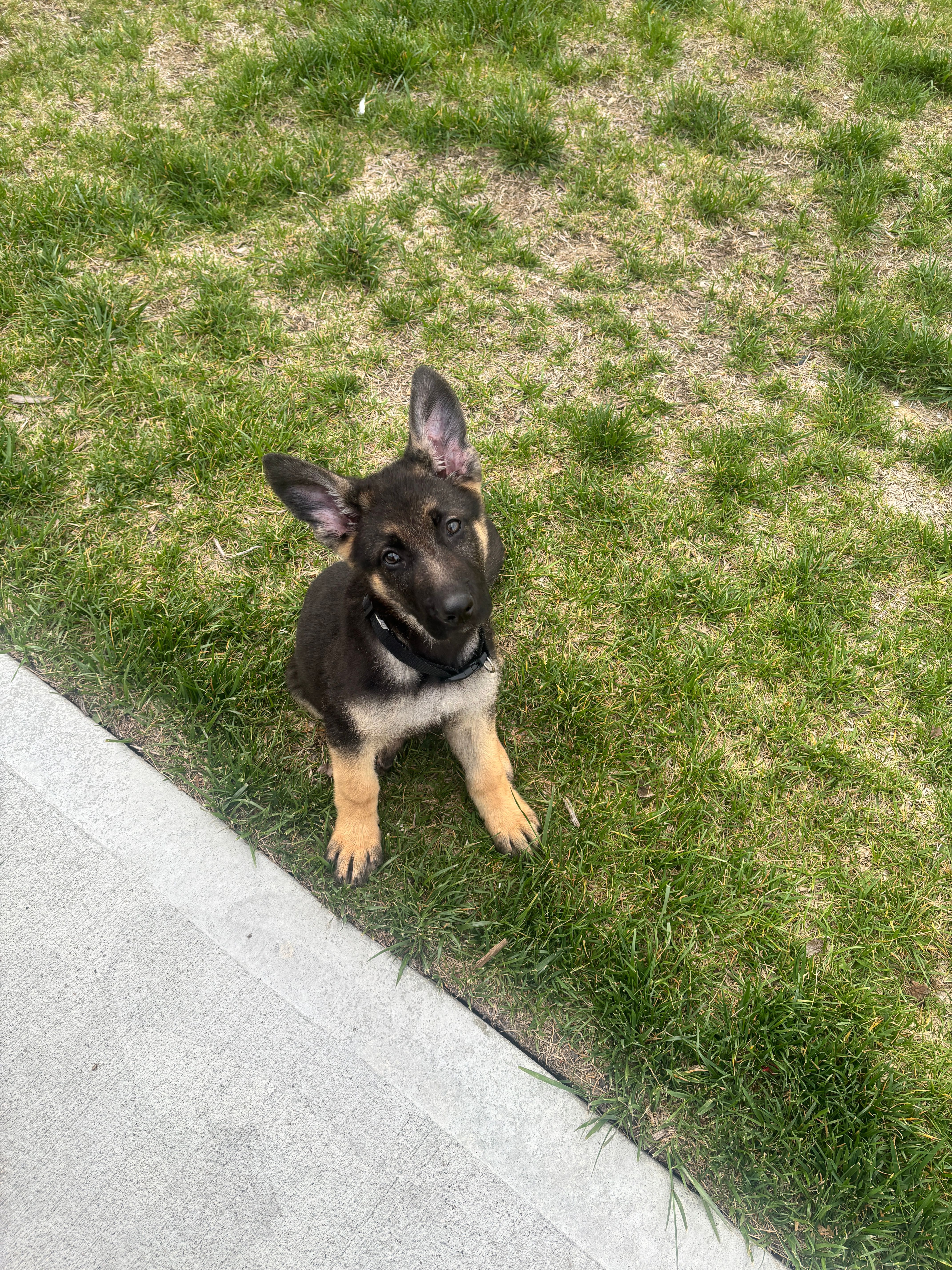 AKC German Shepherd Puppy – German Shepherd Dog puppy for sale in Danville, IN