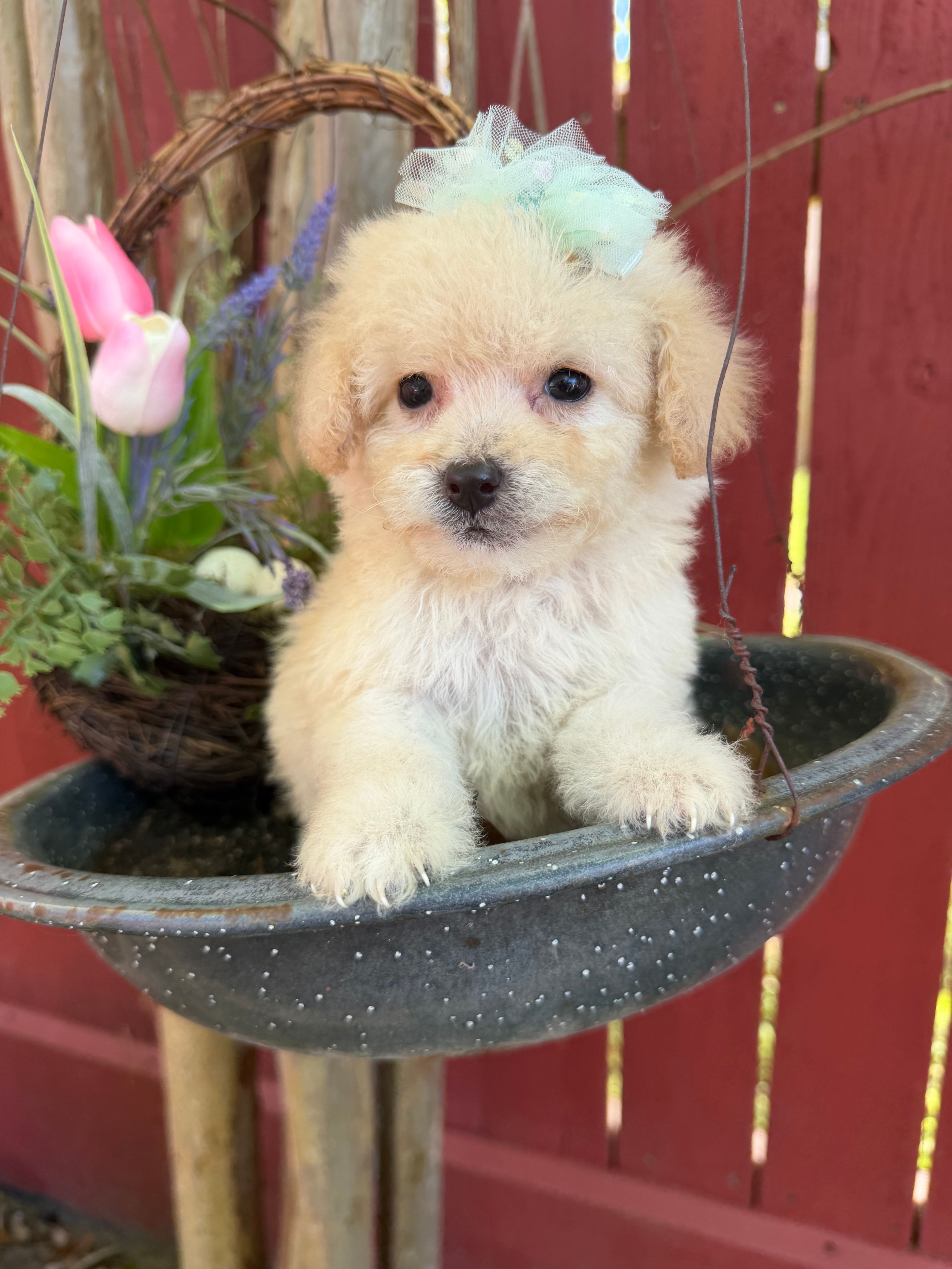 London – Maltipoo puppy for sale in Houston, TX