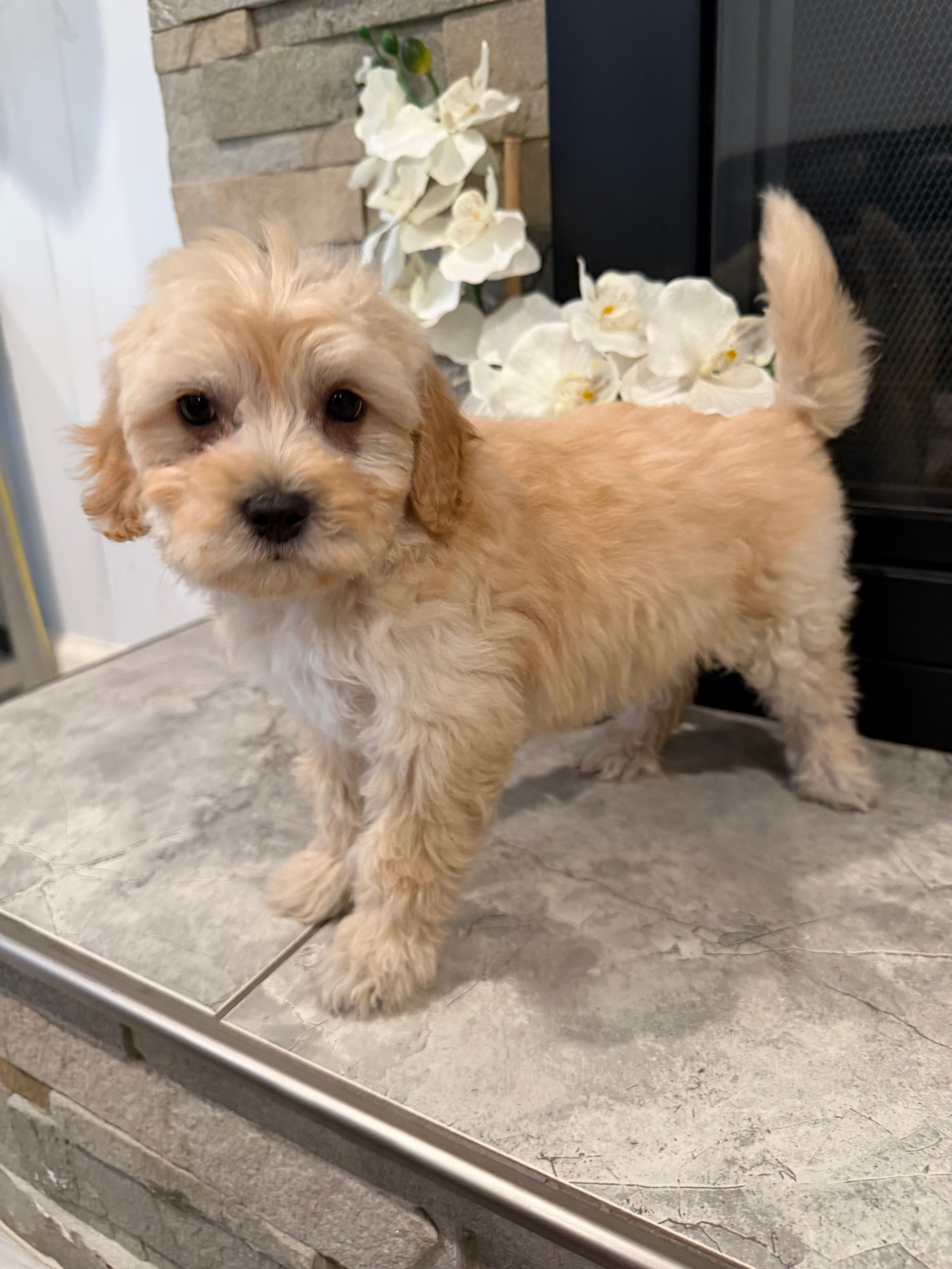 Maya – Maltipoo puppy for sale in Houston, TX