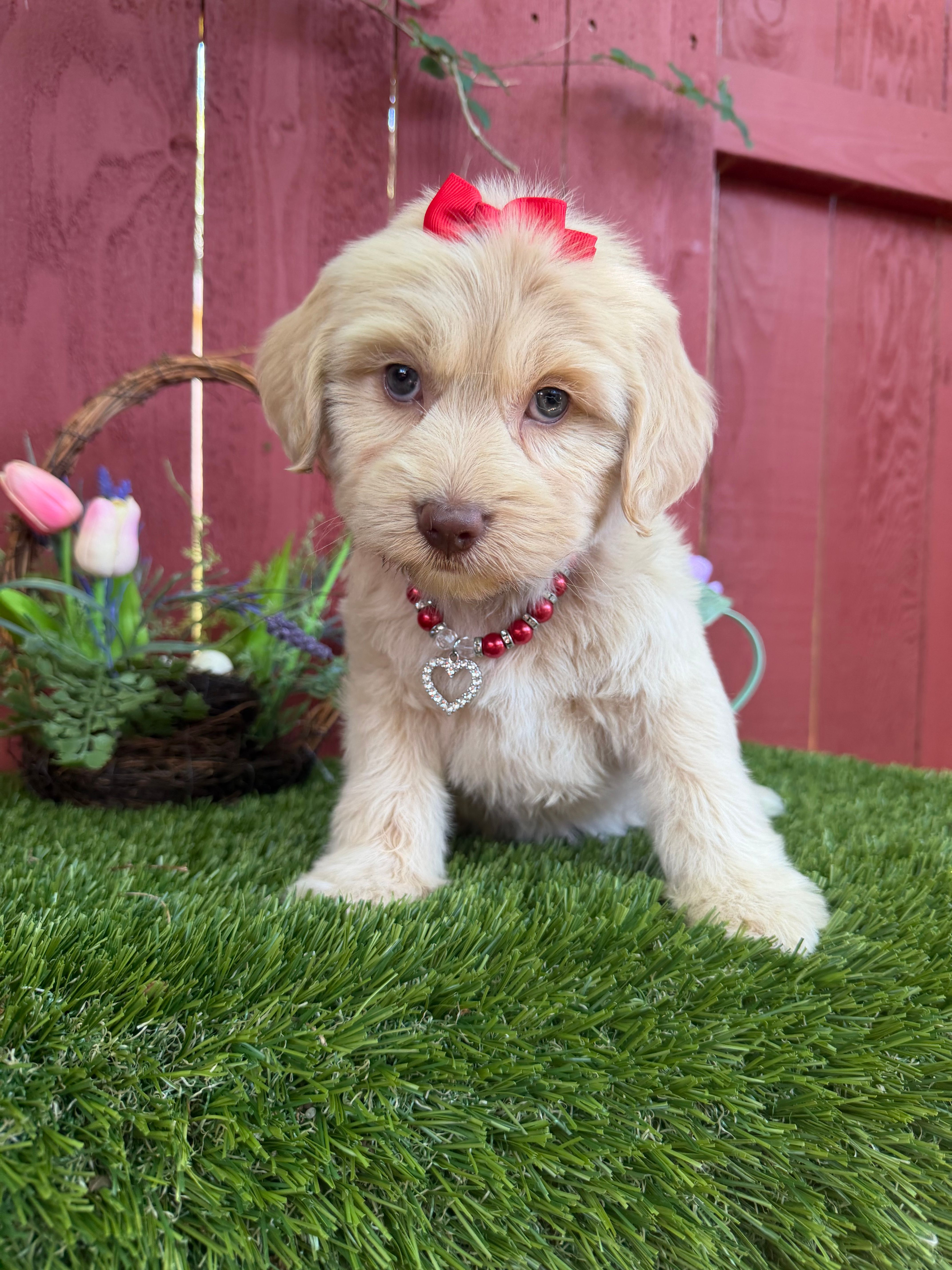 Lucas – Maltipoo puppy for sale in Houston, TX