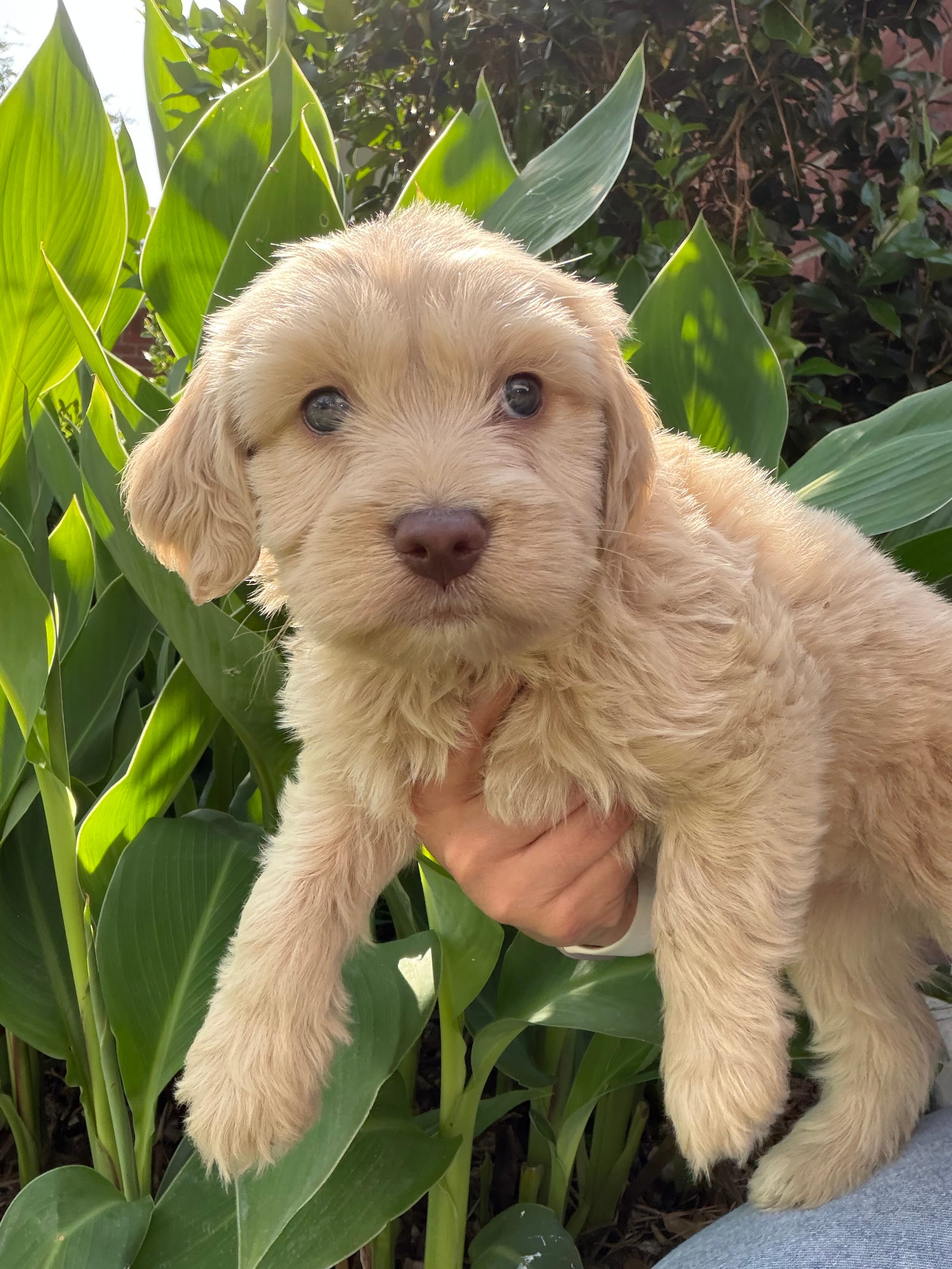 Leo – Maltipoo puppy for sale in Houston, TX