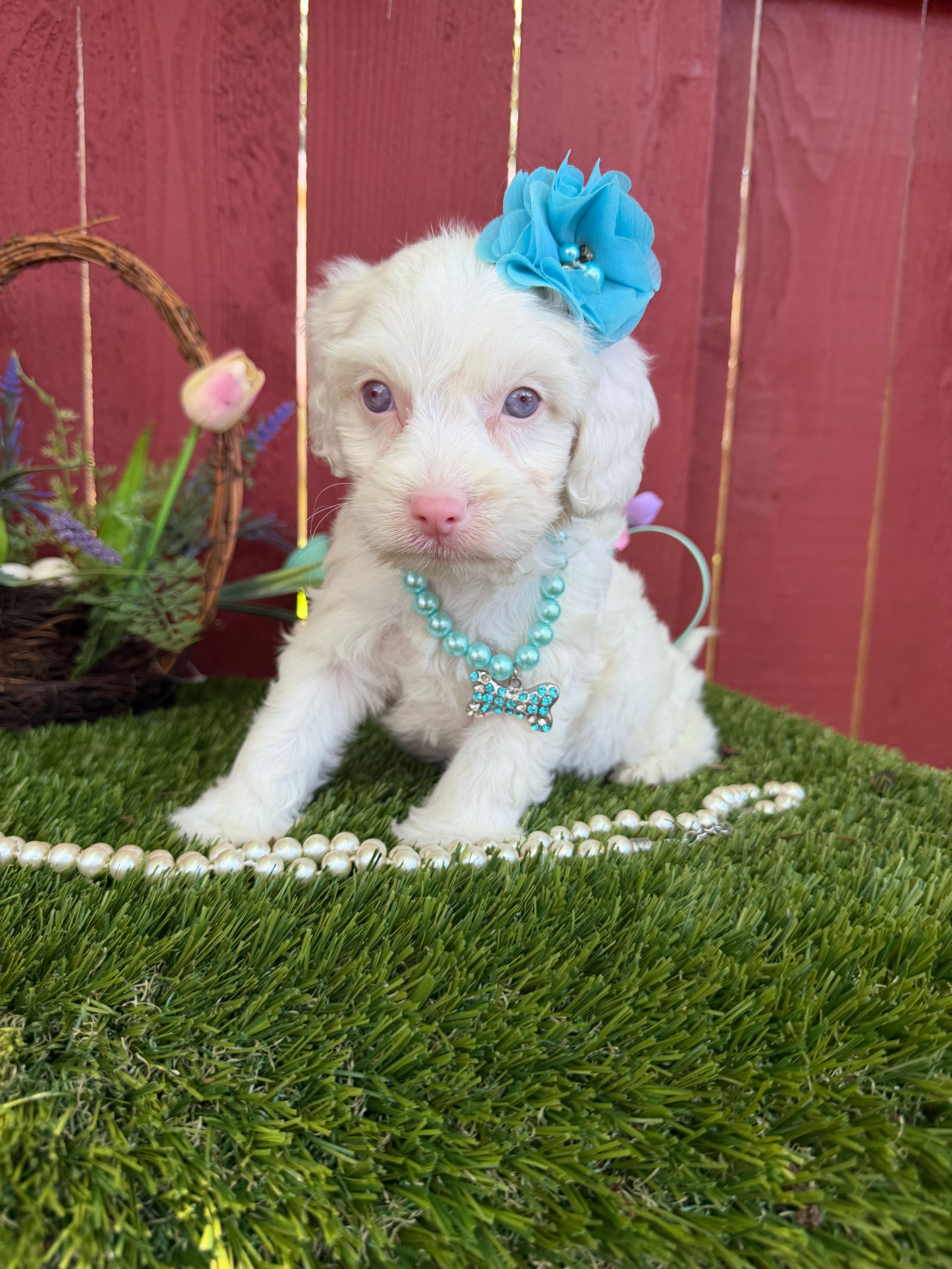 Maya – Maltipoo puppy for sale in Houston, TX