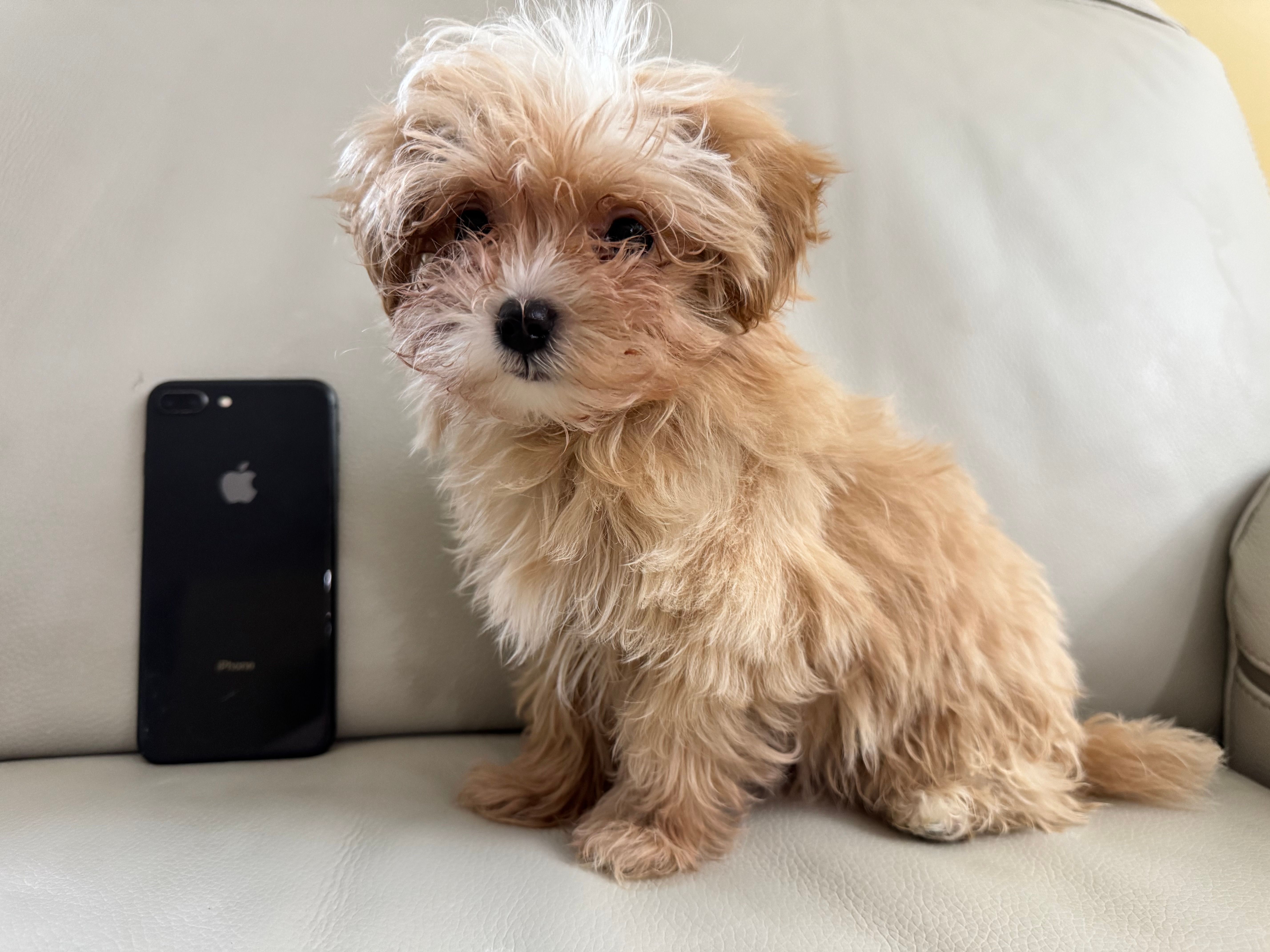 Miles – Maltipoo puppy for sale in Saco, ME