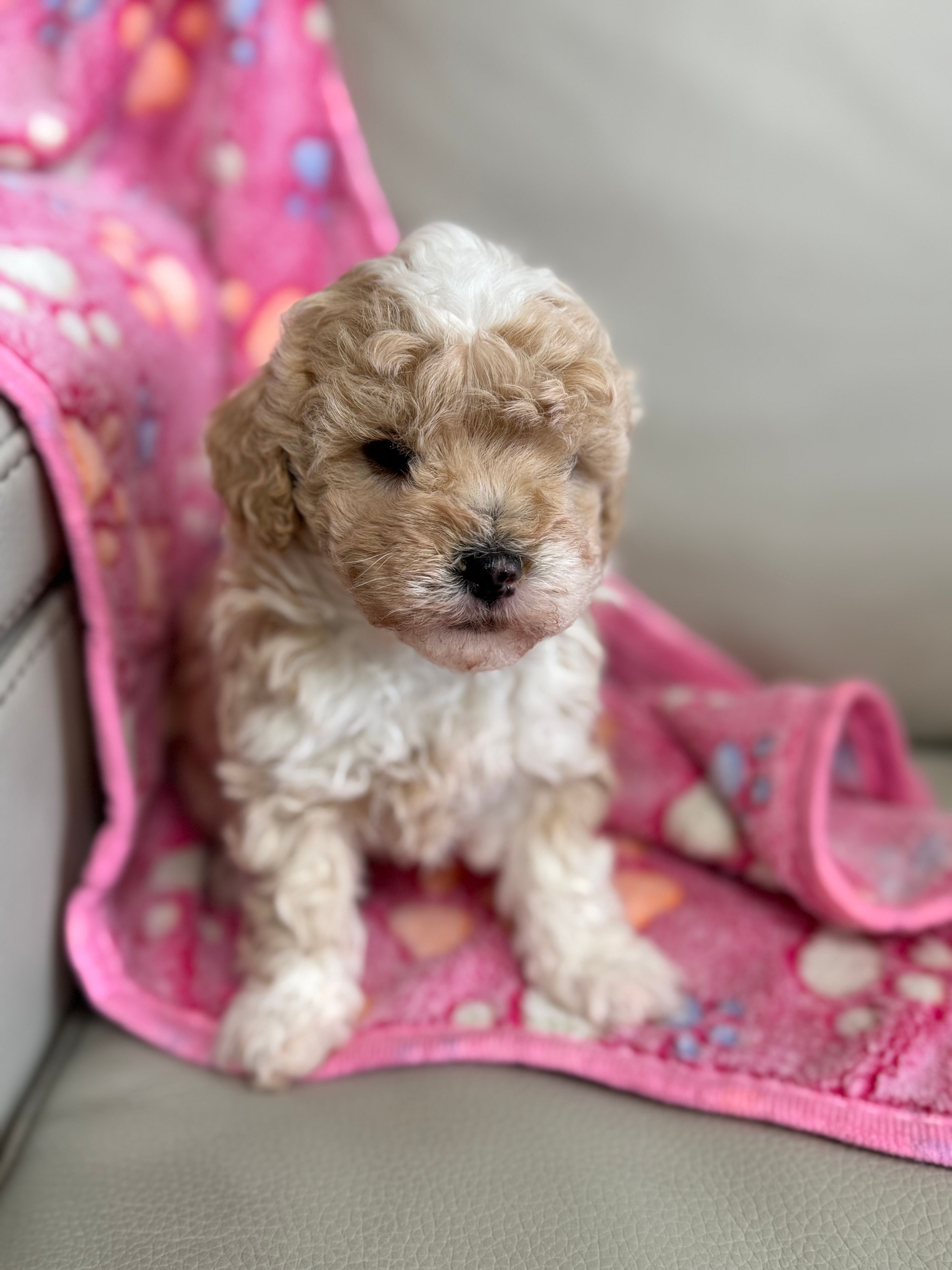 Sandy – Poodle - Toy  puppy for sale in Saco, ME
