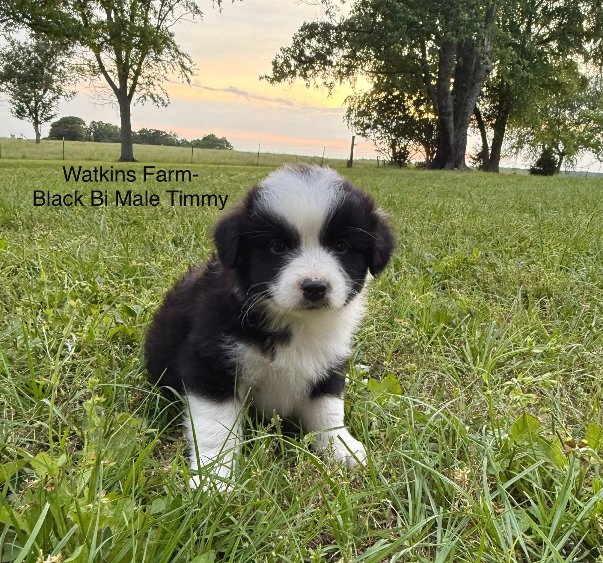 Timmy – Australian Shepherd puppy for sale in Rose Bud, AR