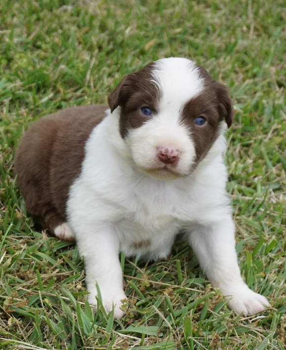 Reta – Australian Shepherd puppy for sale in Rutherfordton, NC