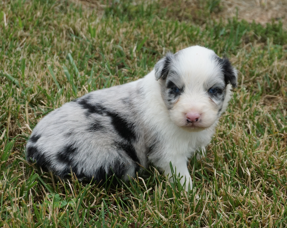 Molly – Australian Shepherd puppy for sale in Rutherfordton, NC