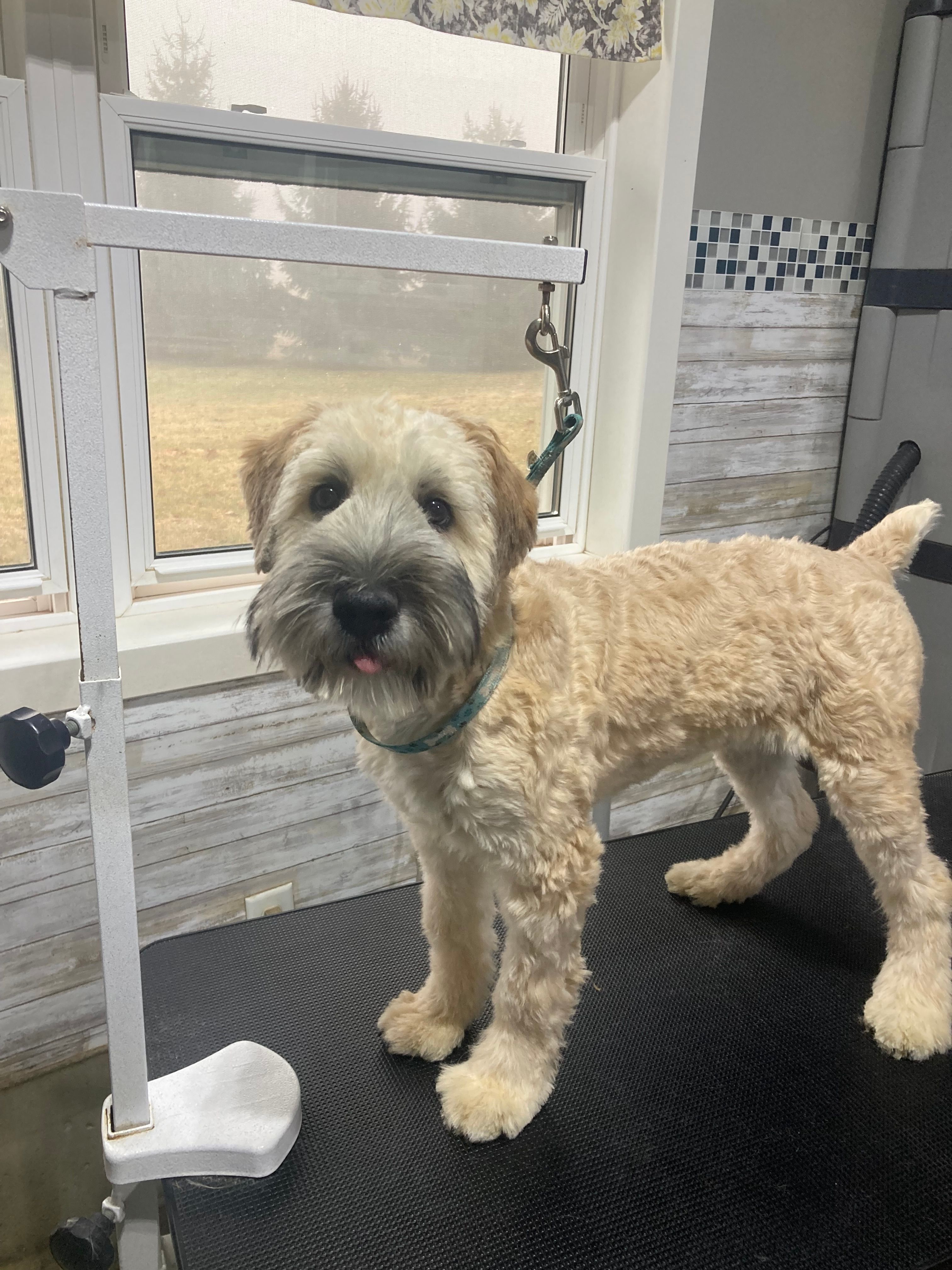 Pippin – Soft Coated Wheaten Terrier puppy for sale in Shipshewana, IN