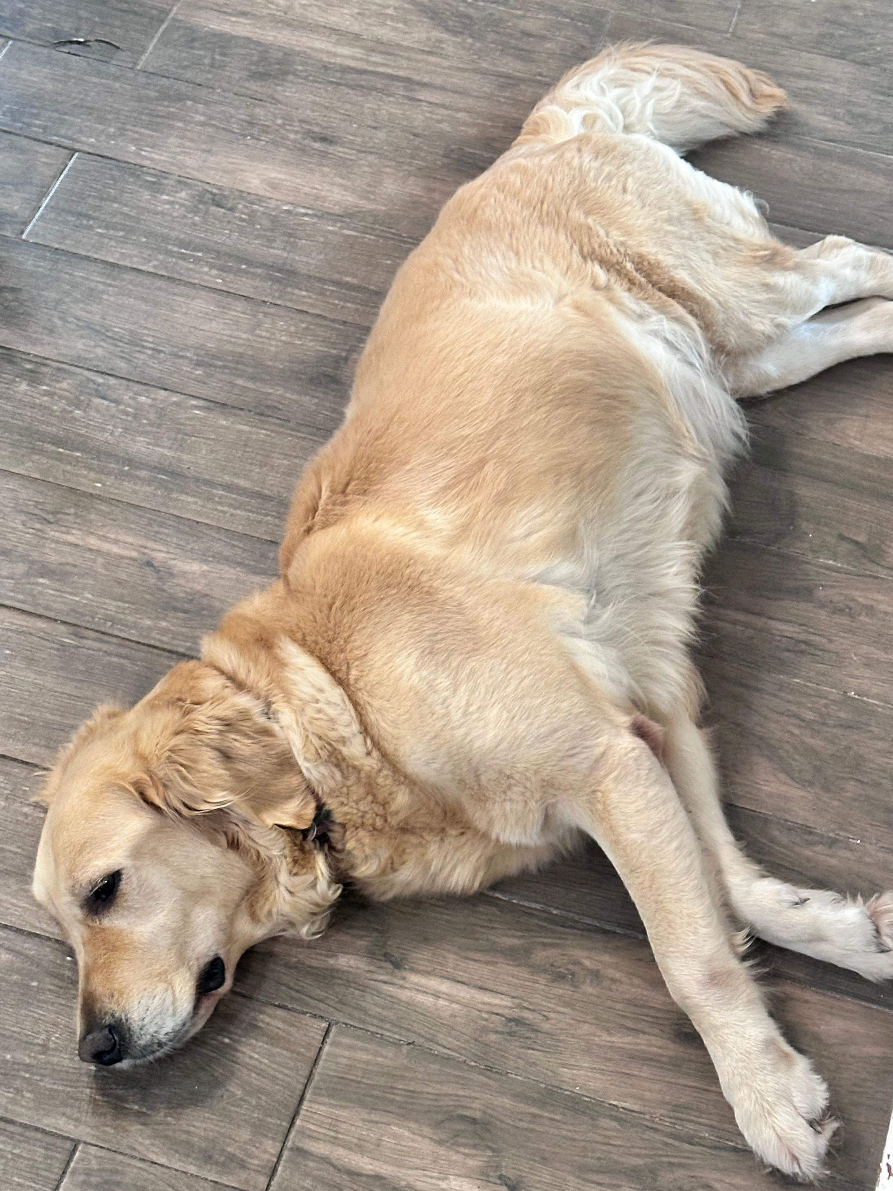 Sandy’s Puppies coming soon – Golden Retriever puppy for sale in Kissimmee, FL