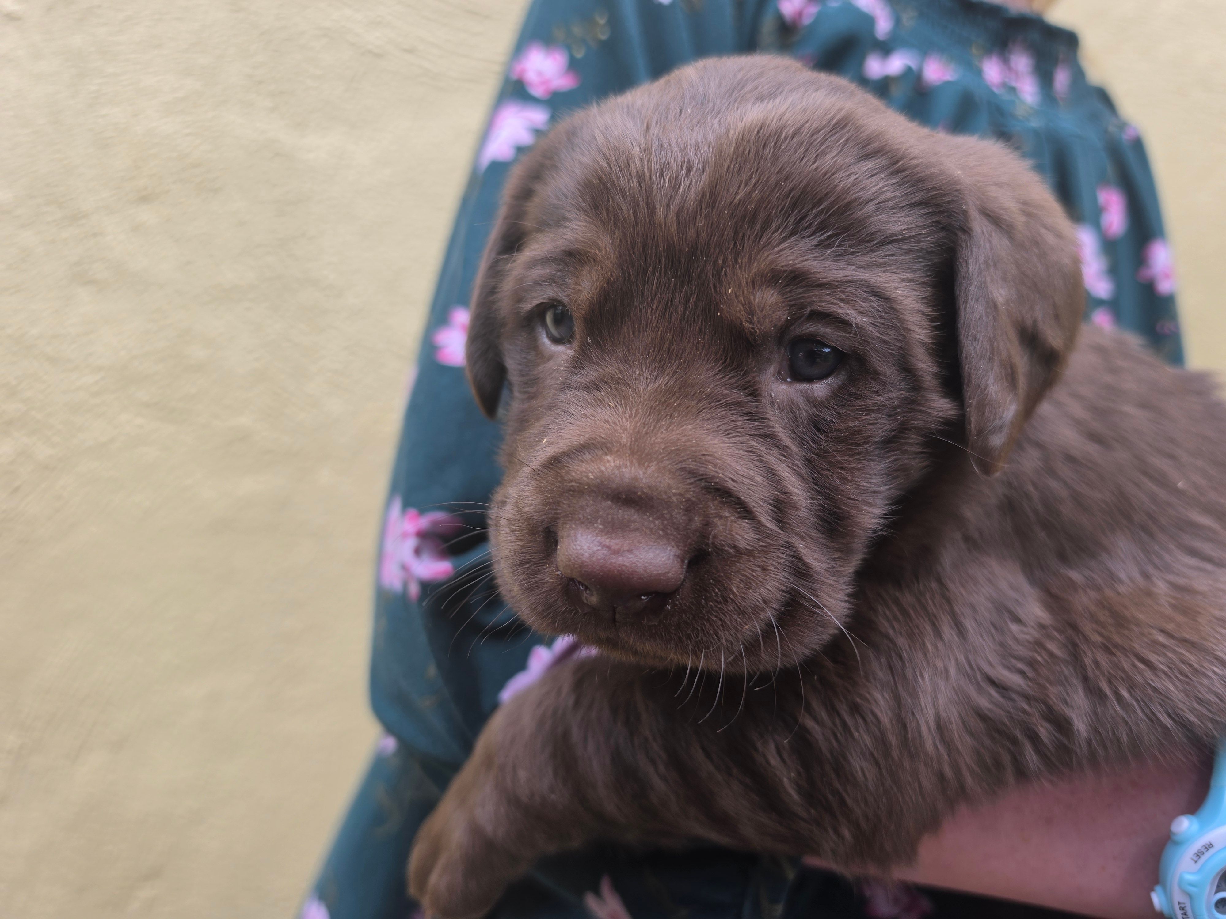 AKC Labrador Retriever, Truffle – Labrador Retriever puppy for sale in Orange, VA