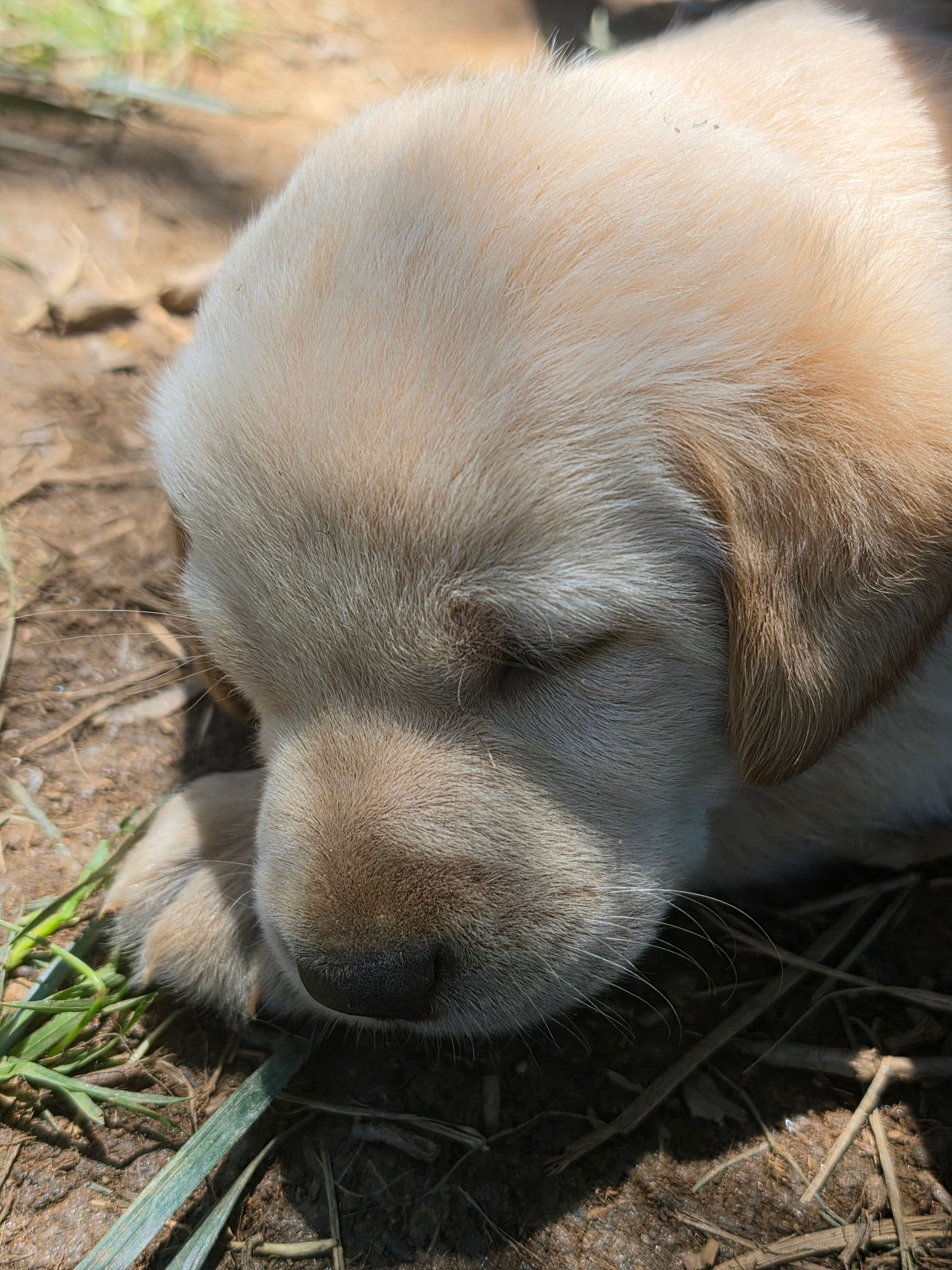 AKC Labrador Retriever, Mario – Labrador Retriever puppy for sale in Orange, VA