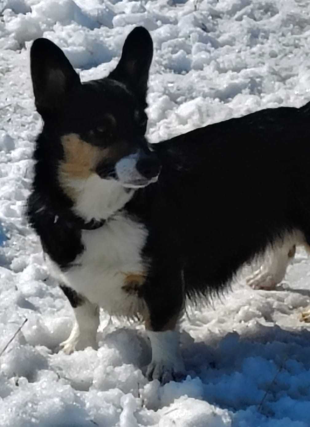 Honey- AKC  – Pembroke Welsh Corgi puppy for sale in Joplin, MO