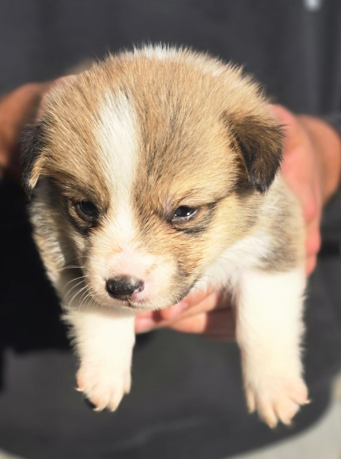 AKC Male 2 – Pembroke Welsh Corgi puppy for sale in Joplin, MO