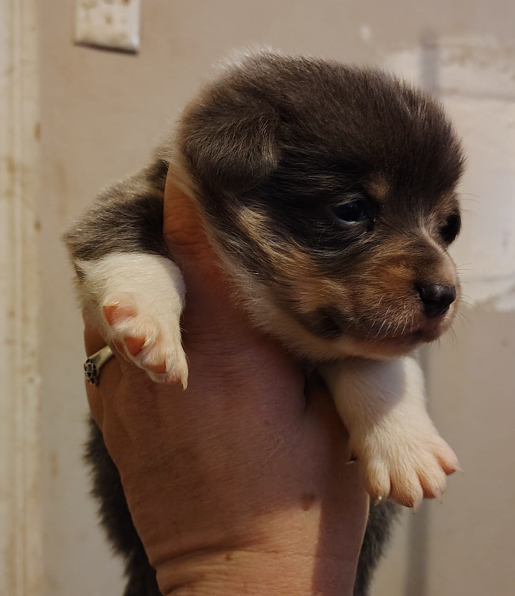 CKC Bluie Male – Cardigan Welsh Corgi, Pembroke Welsh Corgi puppy for sale in Joplin, MO