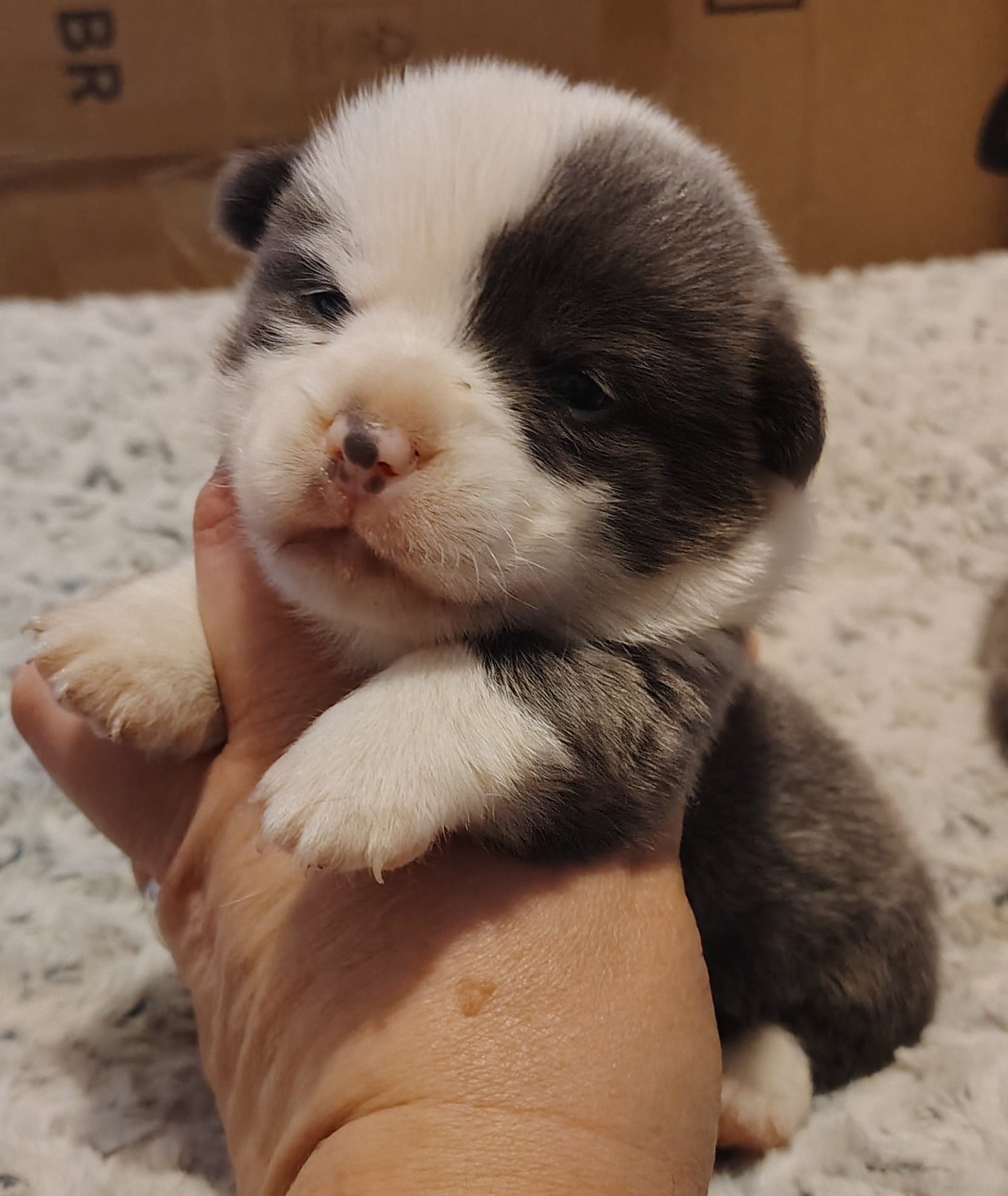 CKC Bluie Mismark  – Cardigan Welsh Corgi, Pembroke Welsh Corgi puppy for sale in Joplin, MO