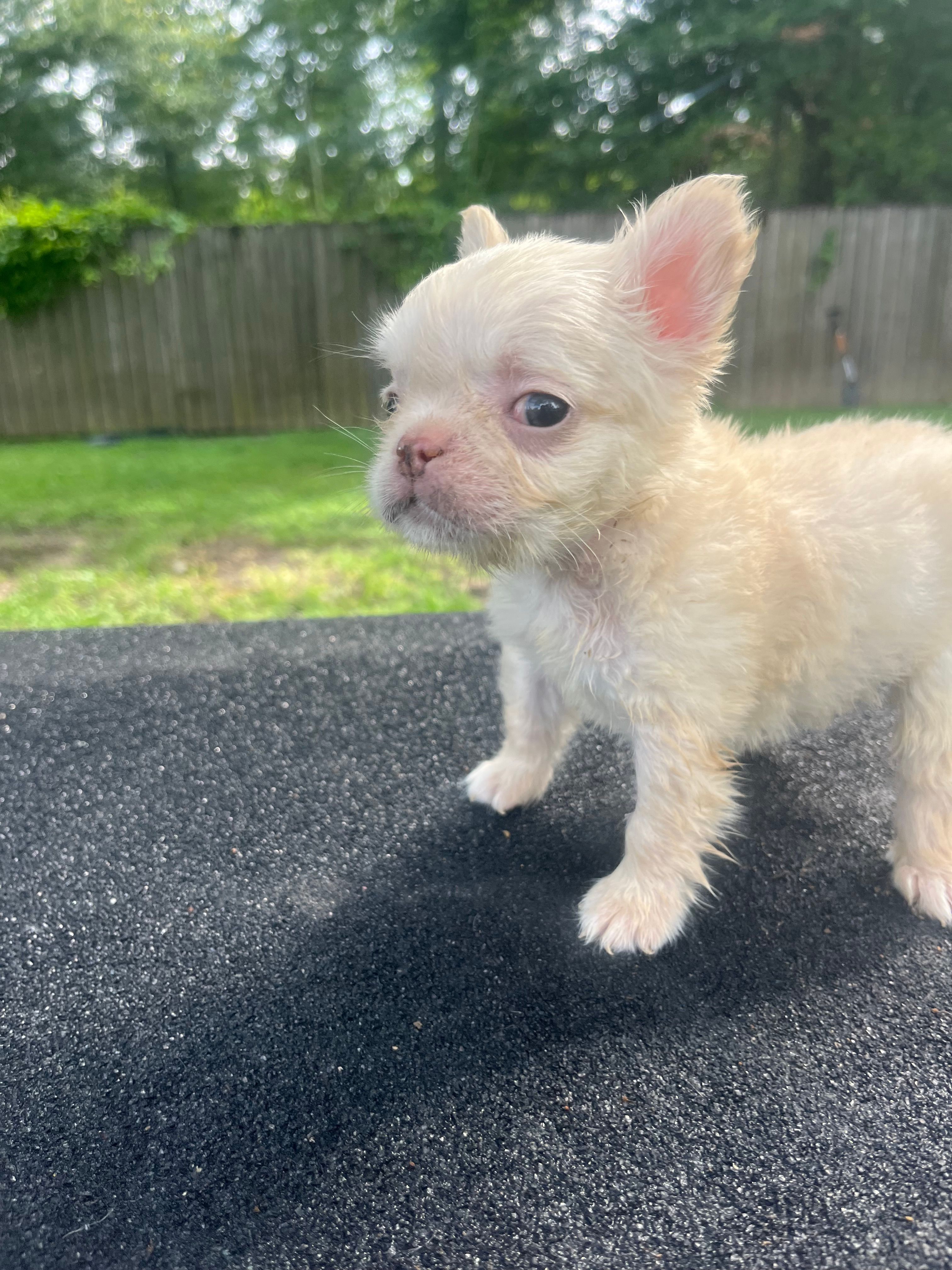 Snow – French Bulldog puppy for sale in Baton Rouge, LA